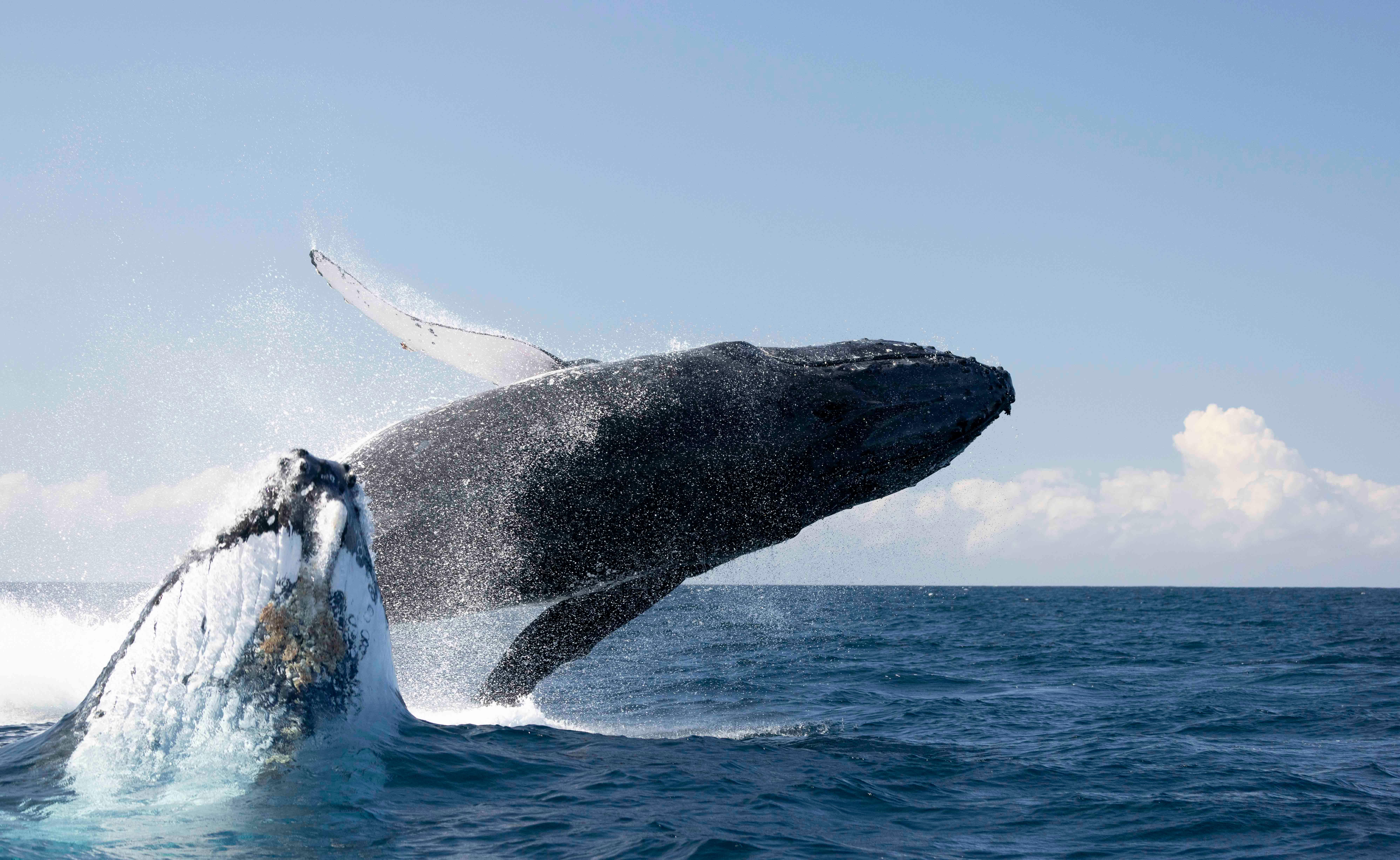 Gold Coast Whale Watching with Marine Biologist