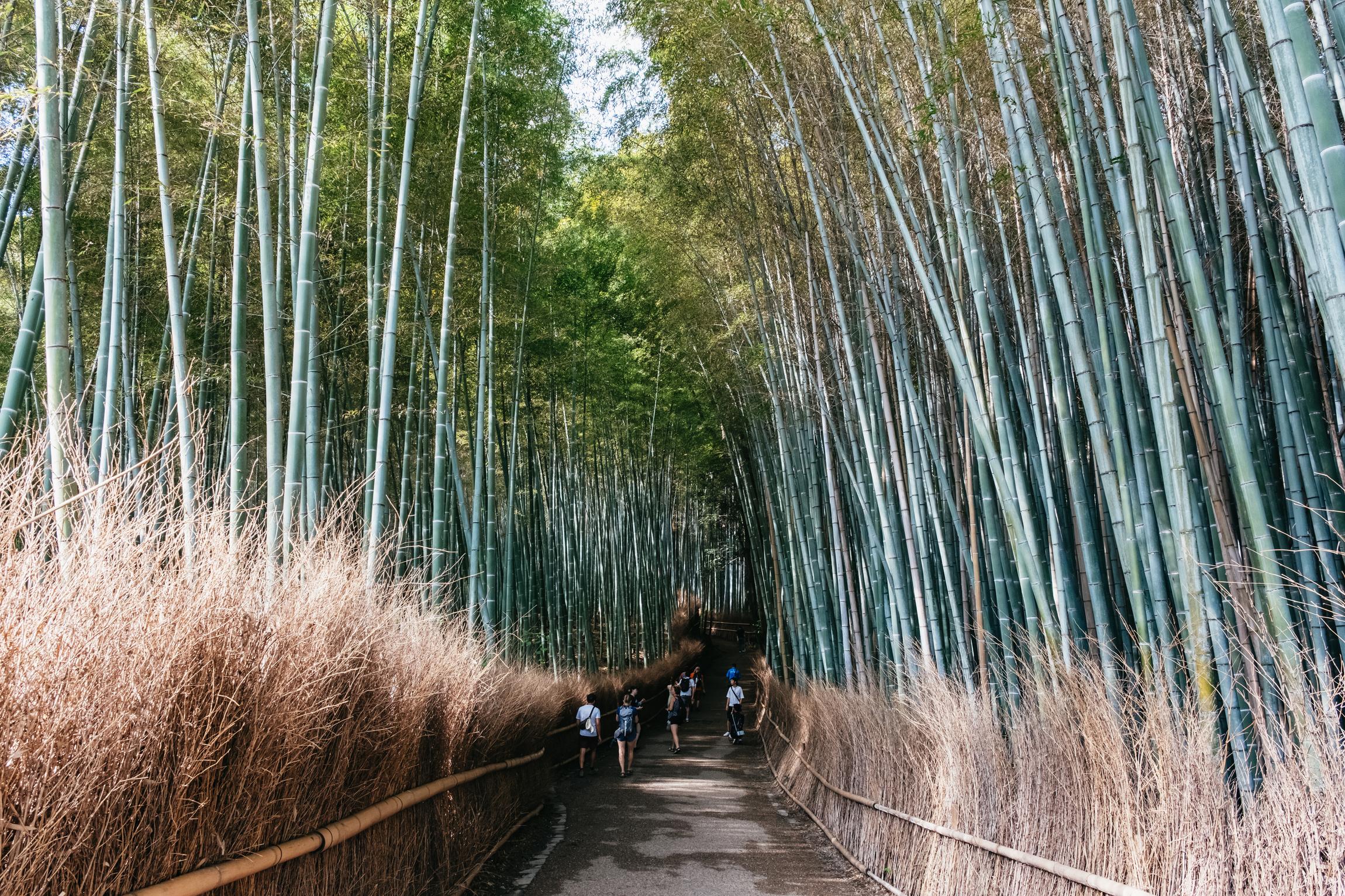 Kyoto in a Day: Bamboo Grove, Nijo Castle & Fushimi Inari Bus Tour