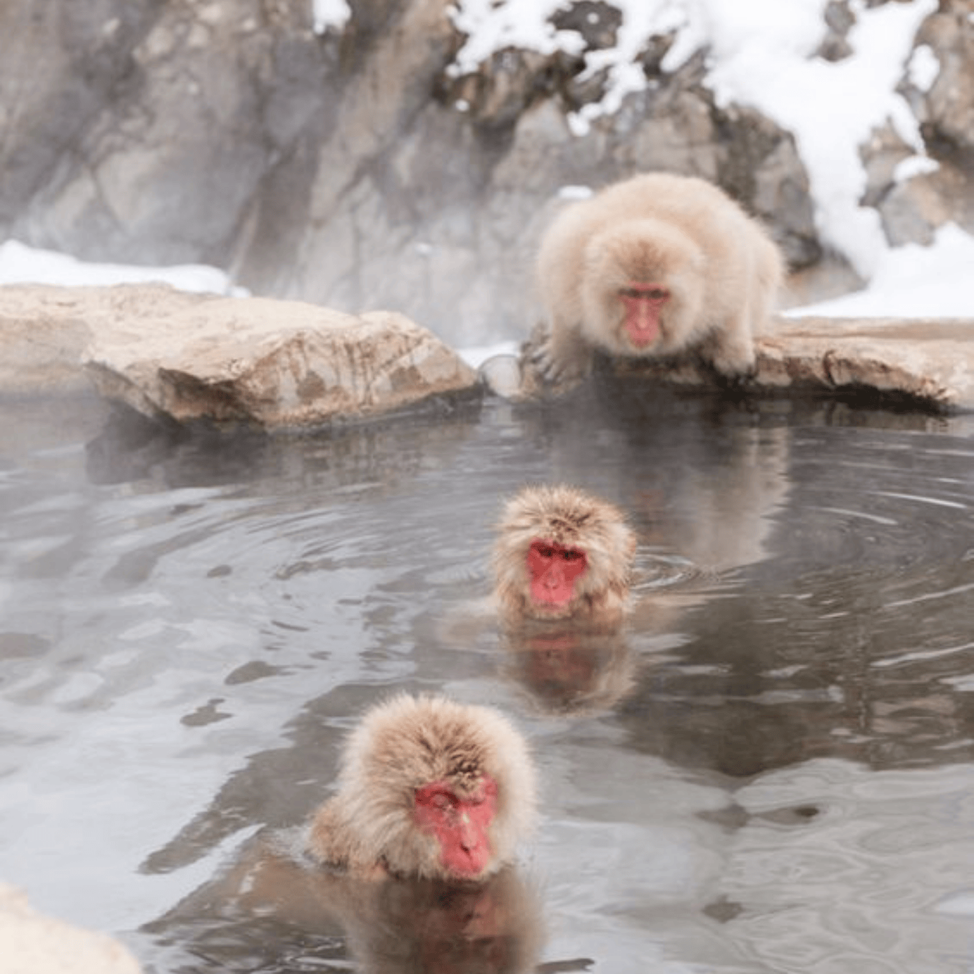 Private Nagano Day Tour: Snow Monkeys, Zenko-ji & Hot Springs from Tokyo