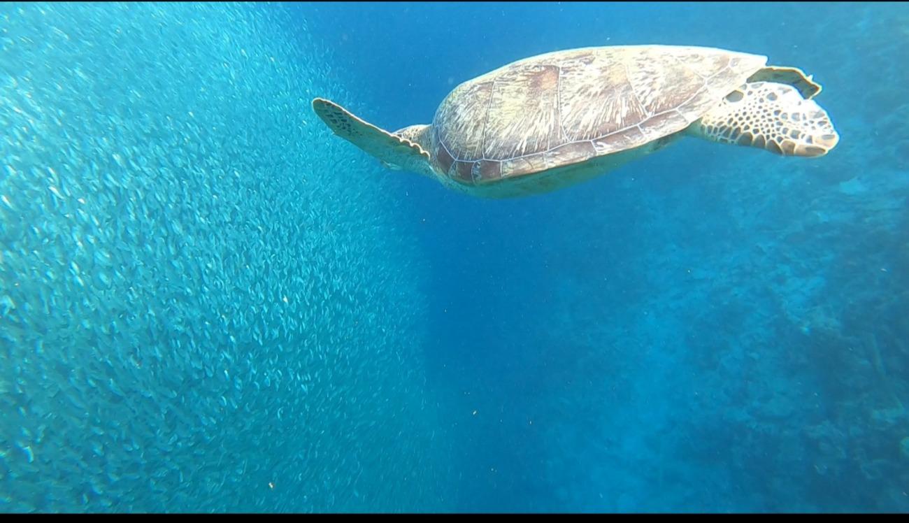 Cebu Full-Day Adventure: Whale Sharks, Kawasan Falls & Moalboal Sardines
