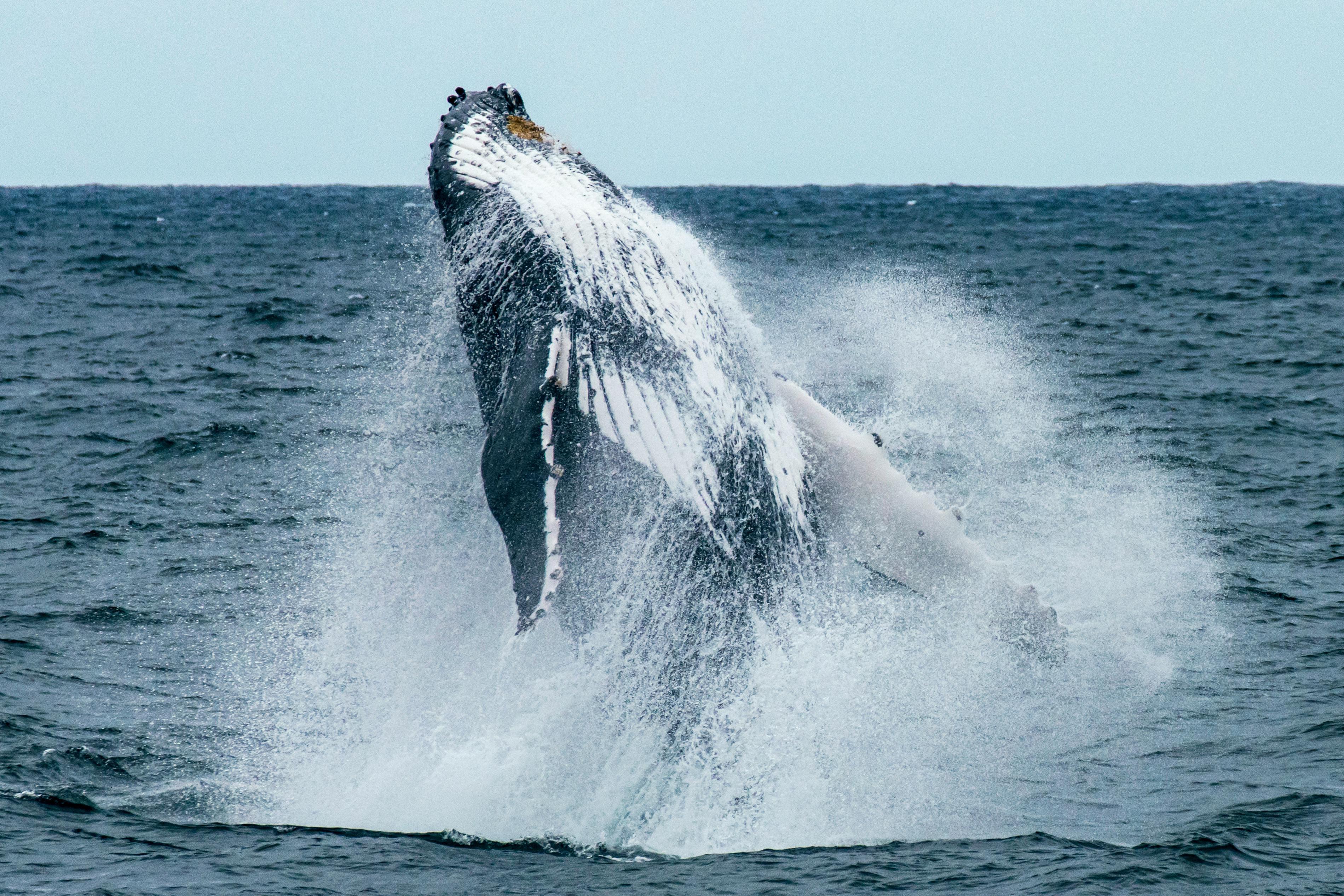 Hermanus Whale Watching Day Trip from Cape Town