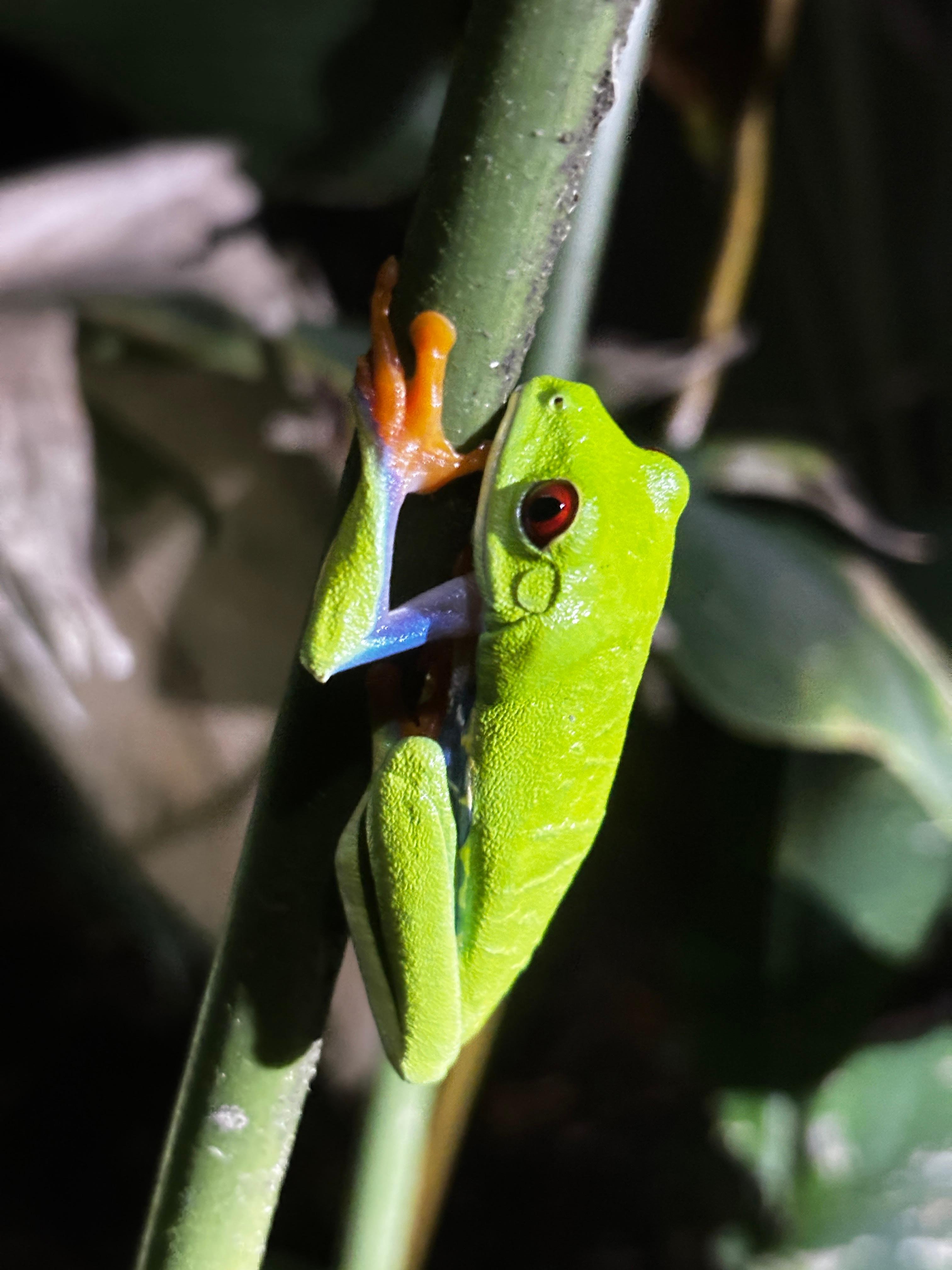 Tortuguero 2-Day Eco Adventure: Canoe, Jaguar Trail, Night Walk & Turtle Nesting