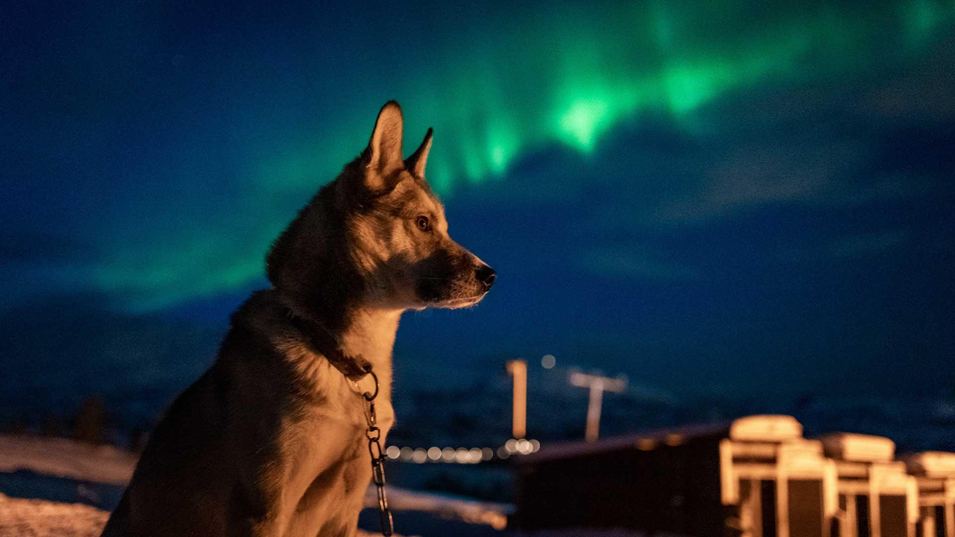 Tromsø: Northern Lights Husky Visit with Traditional Dinner