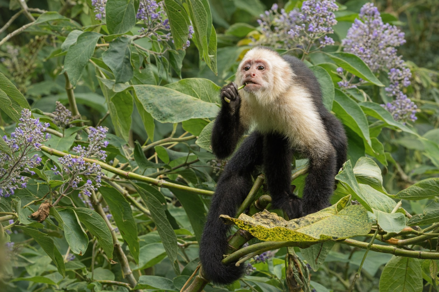 Monteverde: Roots of the Future Walk at Finca Lantana