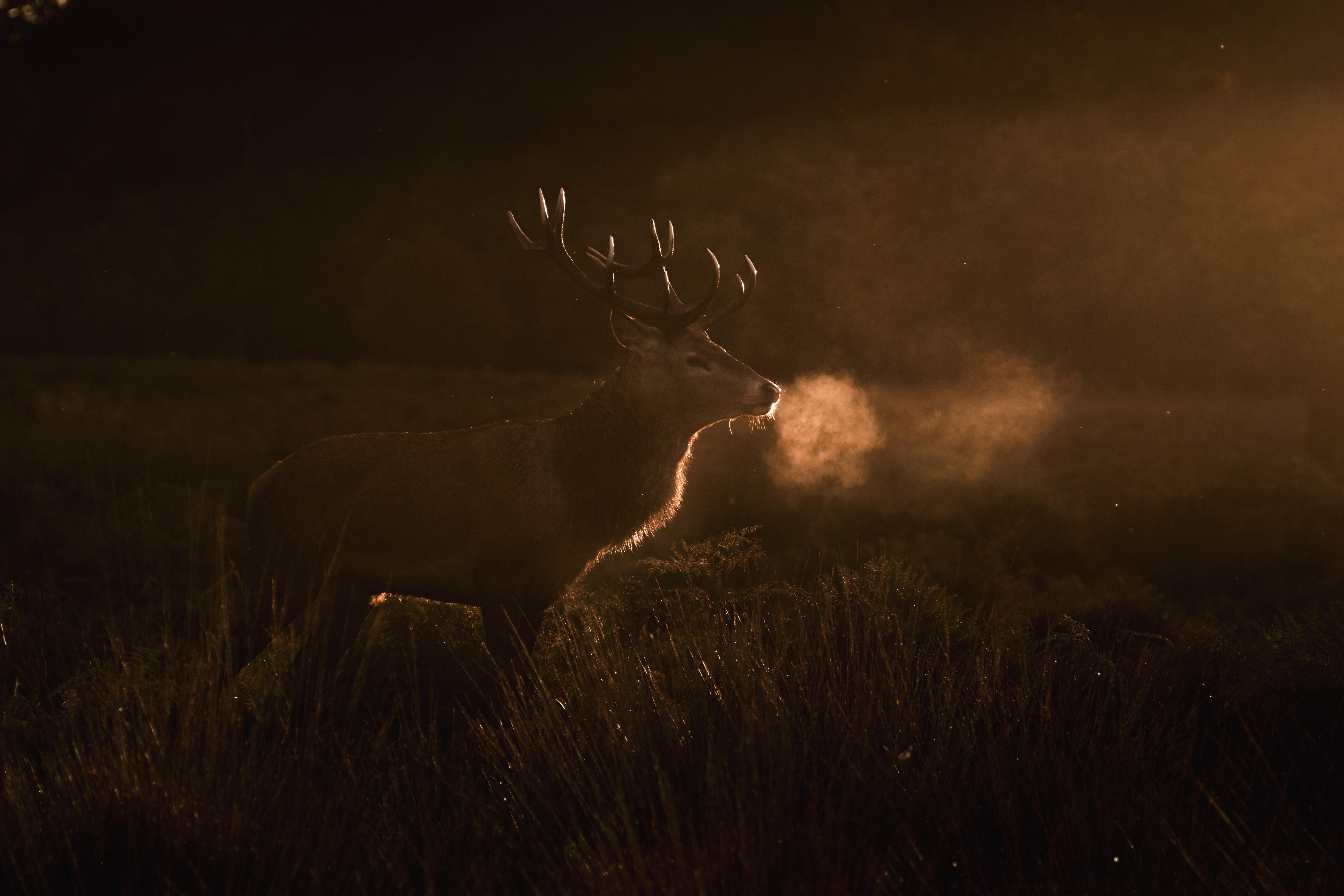 Sunset Wildlife Photography Workshop in Richmond Park