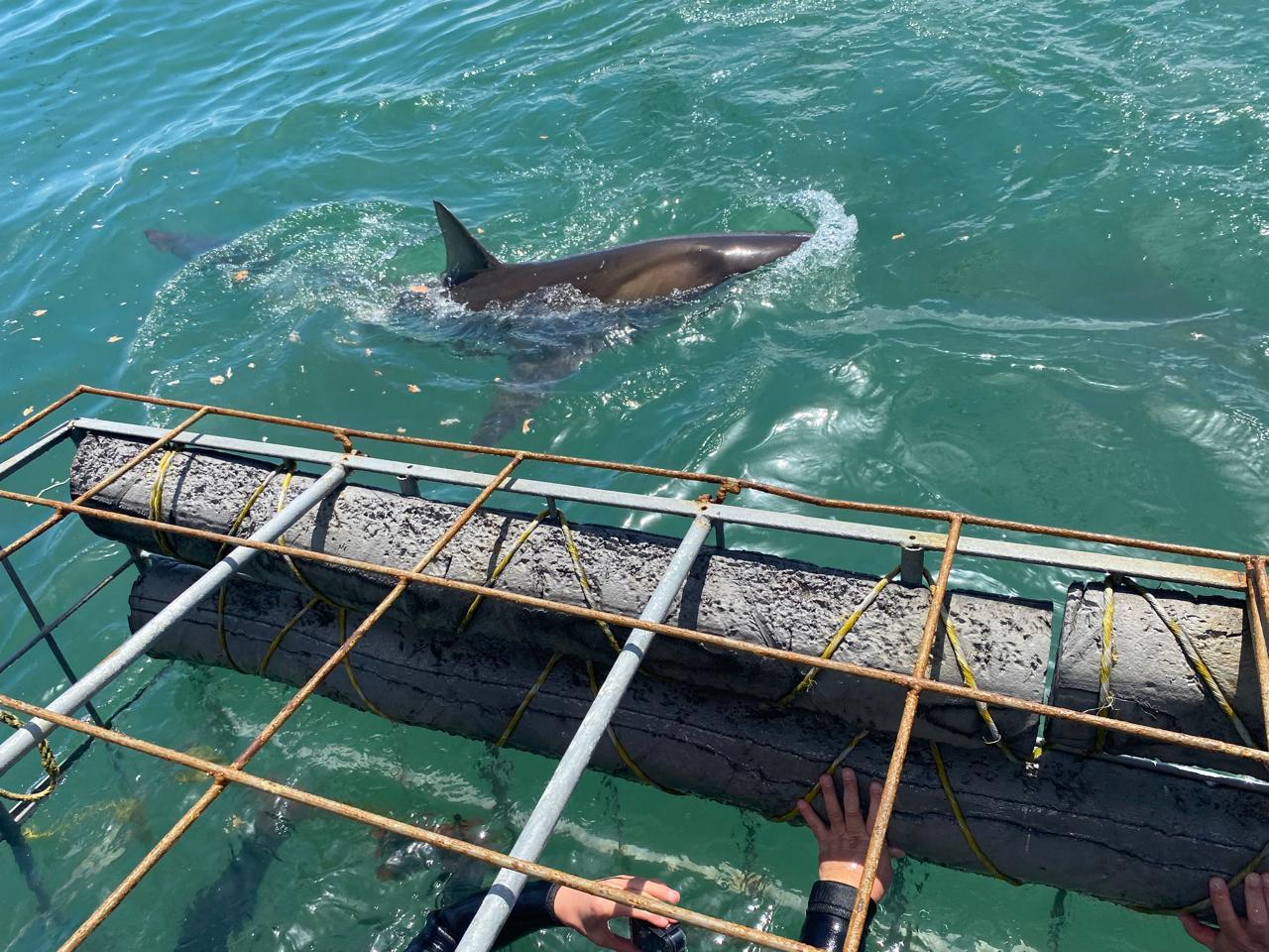 Private Shark Cage Diving Day Tour from Cape Town