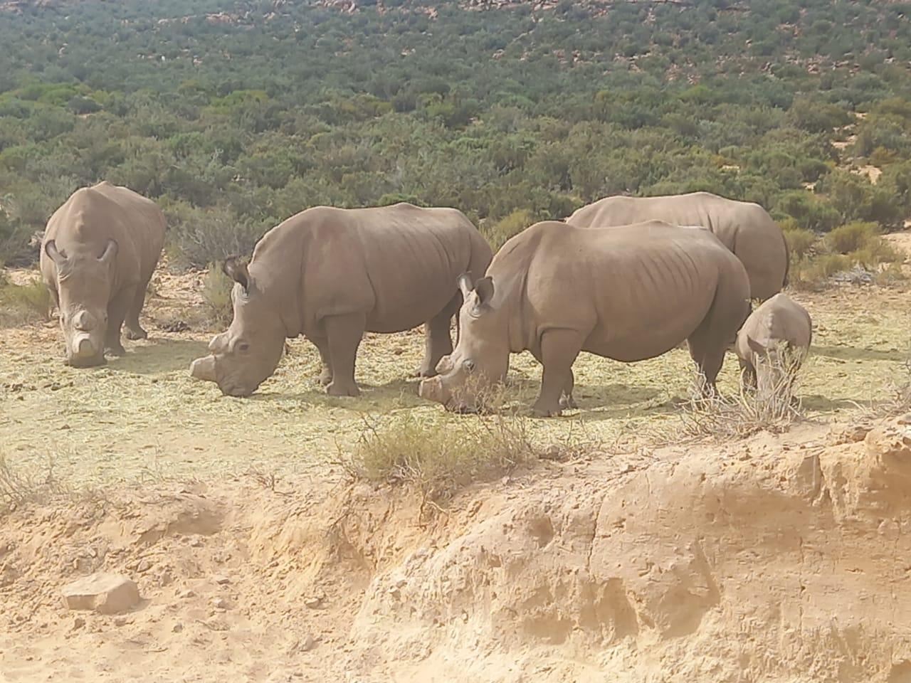 Cape Town: Big Five Sunset Safari at Aquila Game Reserve