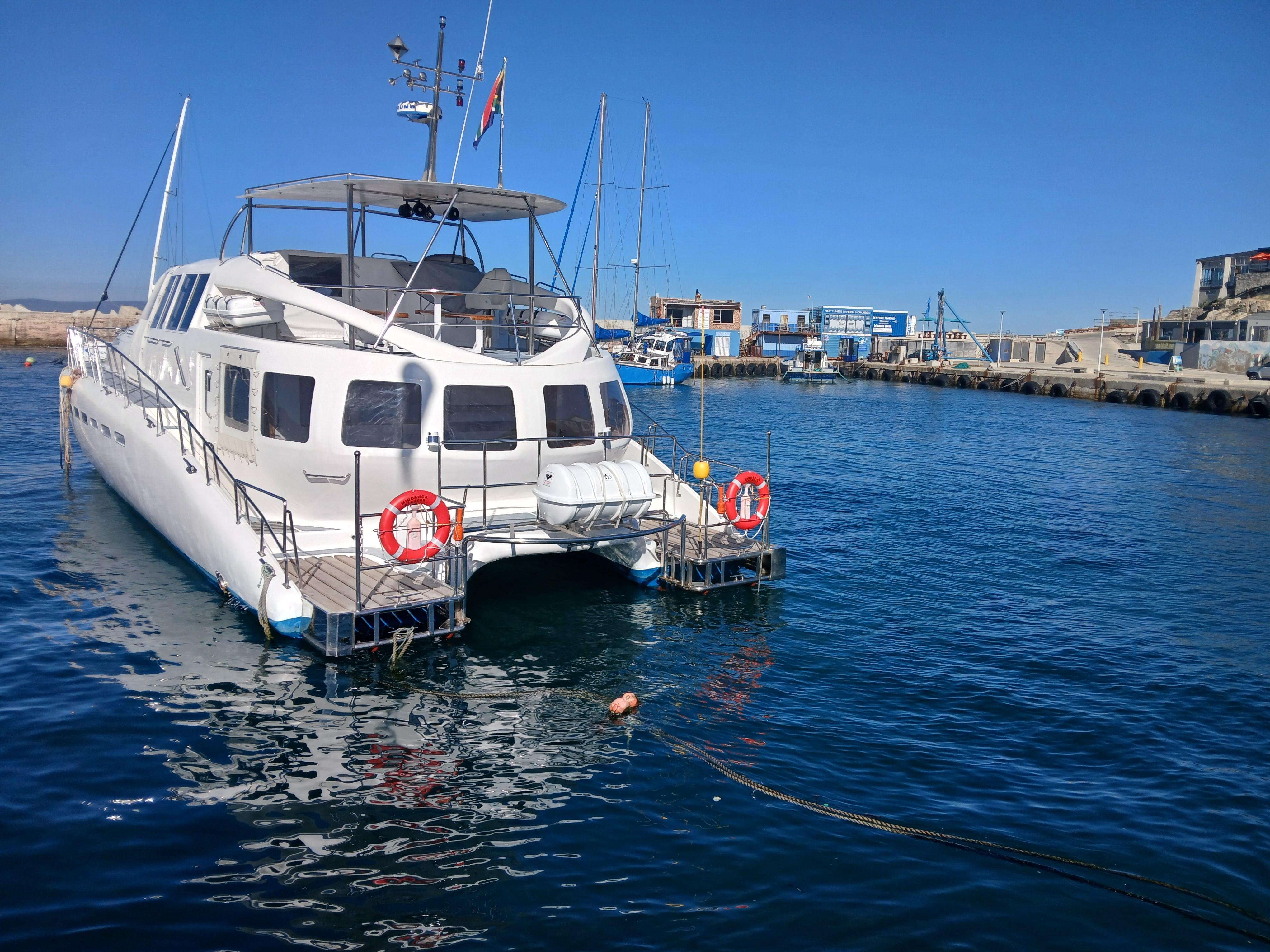 Hermanus Whale Watching, Penguin Colony & Wine Estate Day Tour