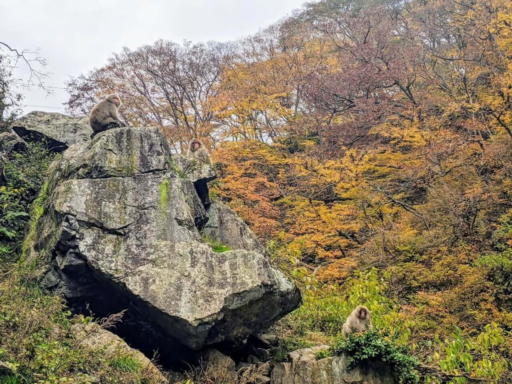 Nagano Snow Monkey Private Day Tour from Tokyo