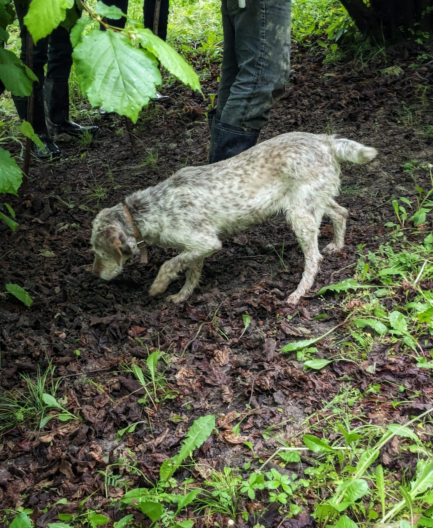 truffle hunting in Piedmont — Langhe: Truffle Hunt with Local Trifulau and Dog