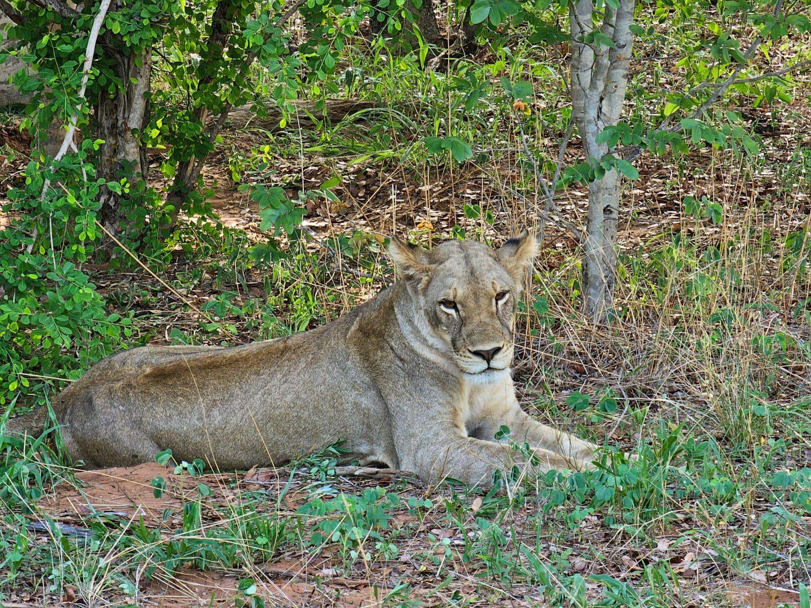 Chobe National Park Safari from Livingstone & Victoria Falls