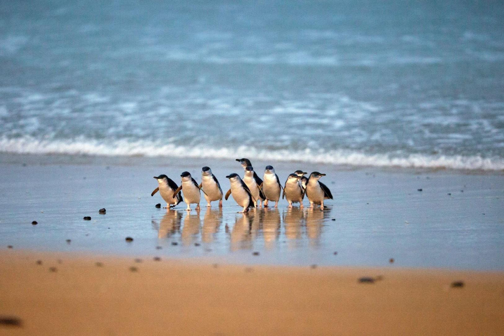 Phillip Island Penguin Parade & Koala Wildlife Tour