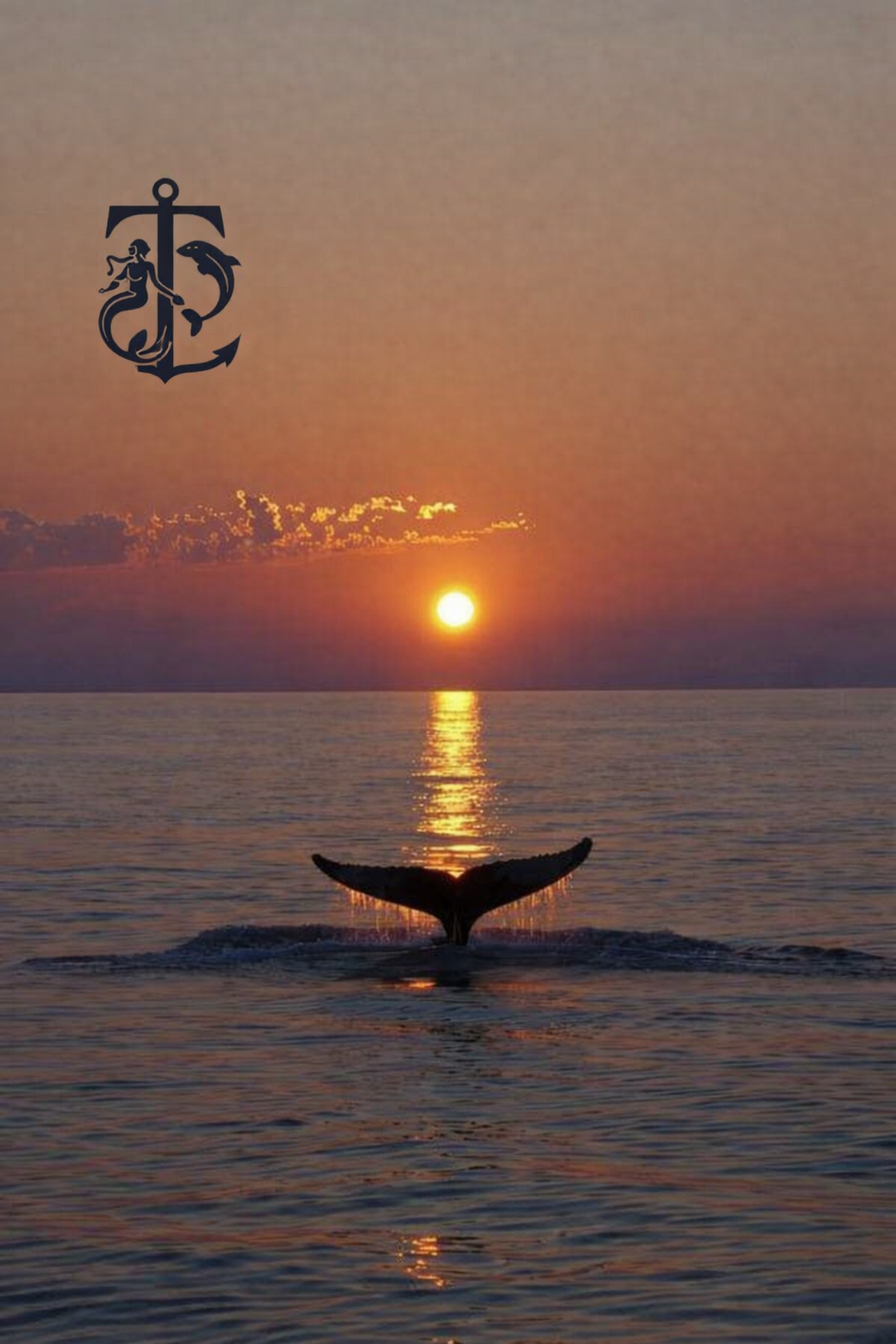 Sunset Whale & Dolphin Eco-Yacht Adventure