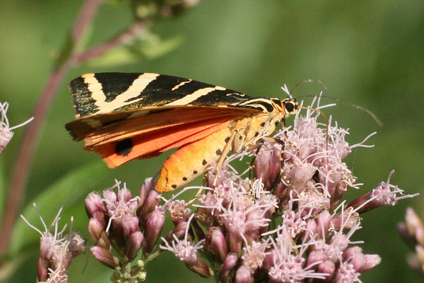 Valley of the Butterflies Nature Walk