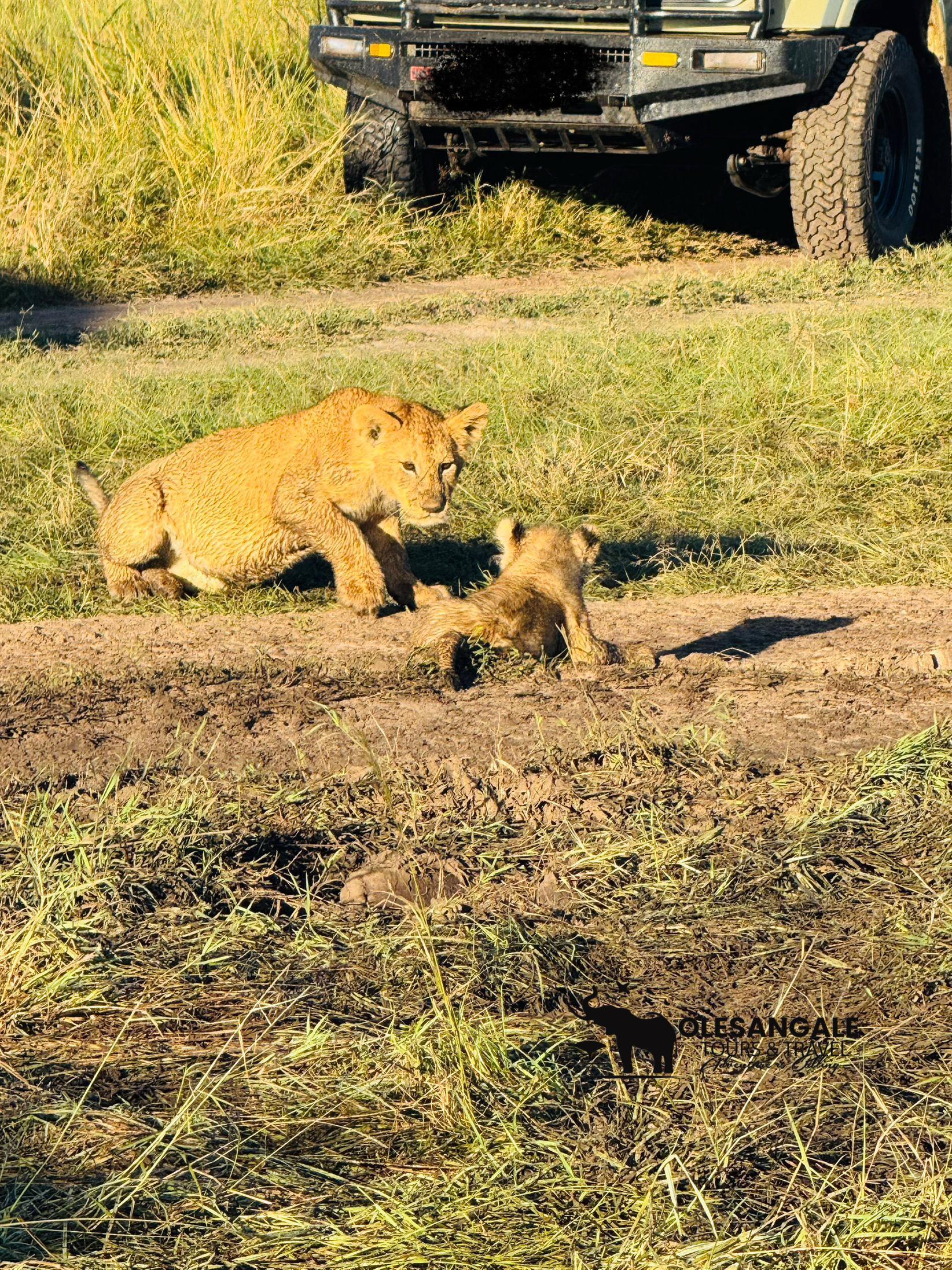 Nairobi to Masai Mara Safari & Masai Village Day Trip