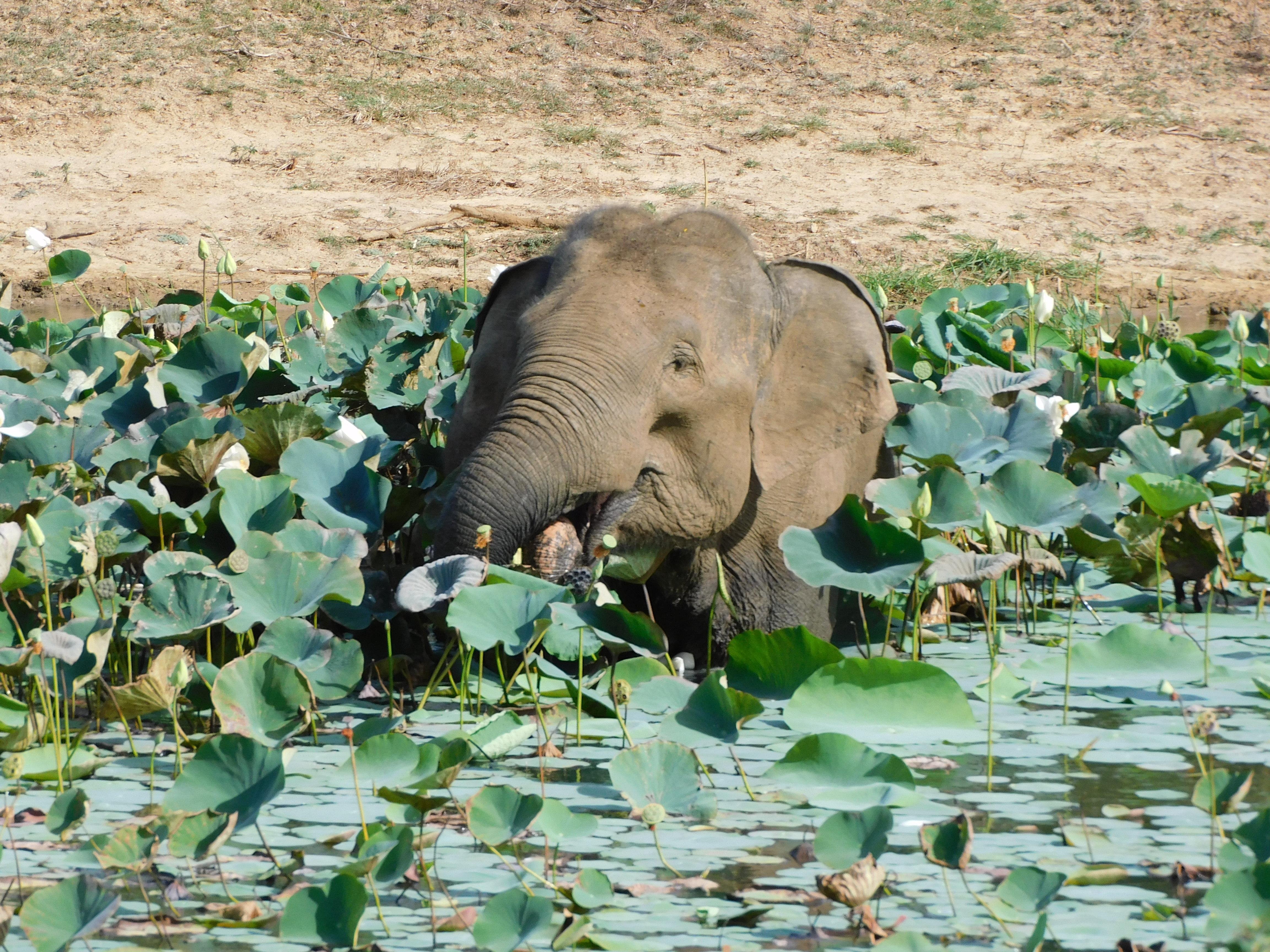 Yala National Park Safari Expedition