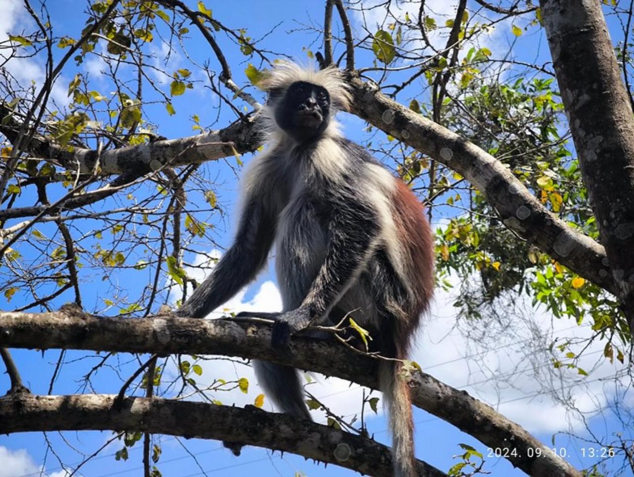 Zanzibar: Jozani Forest, Butterfly Centre & Rock Restaurant Day Tour