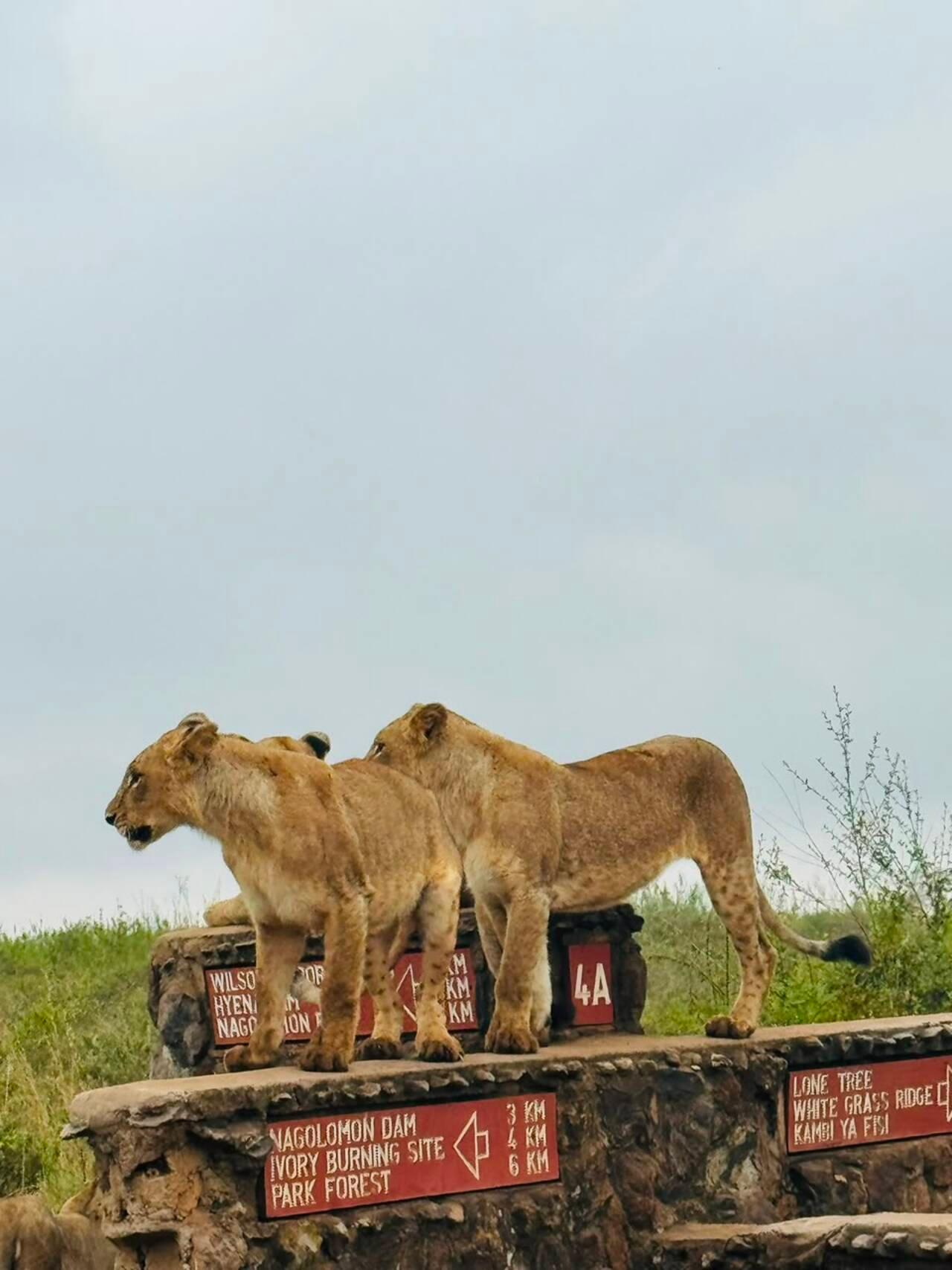 Nairobi National Park 5-Hour Safari in 4x4