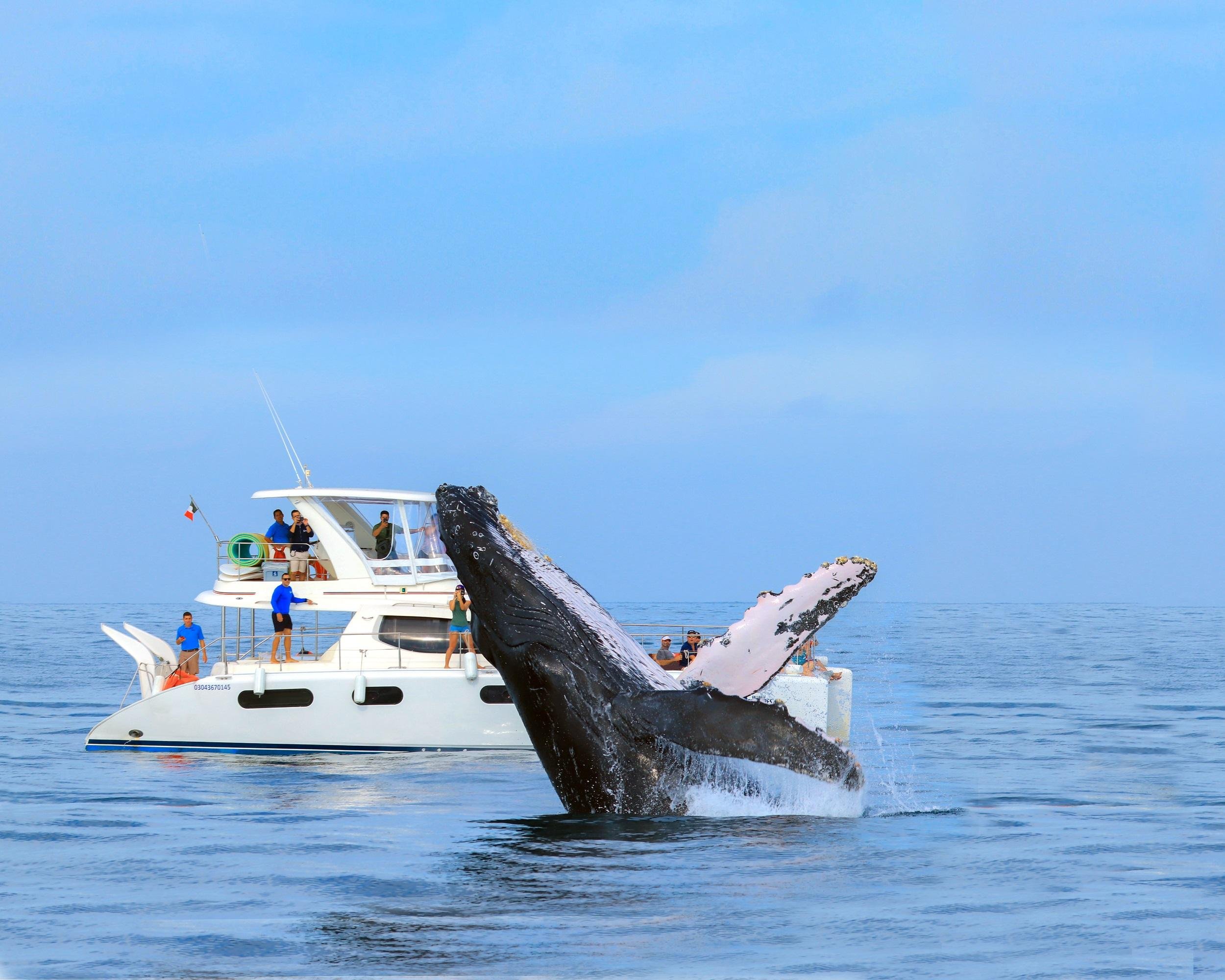 Cabo San Lucas: Luxury Catamaran Whale Watching
