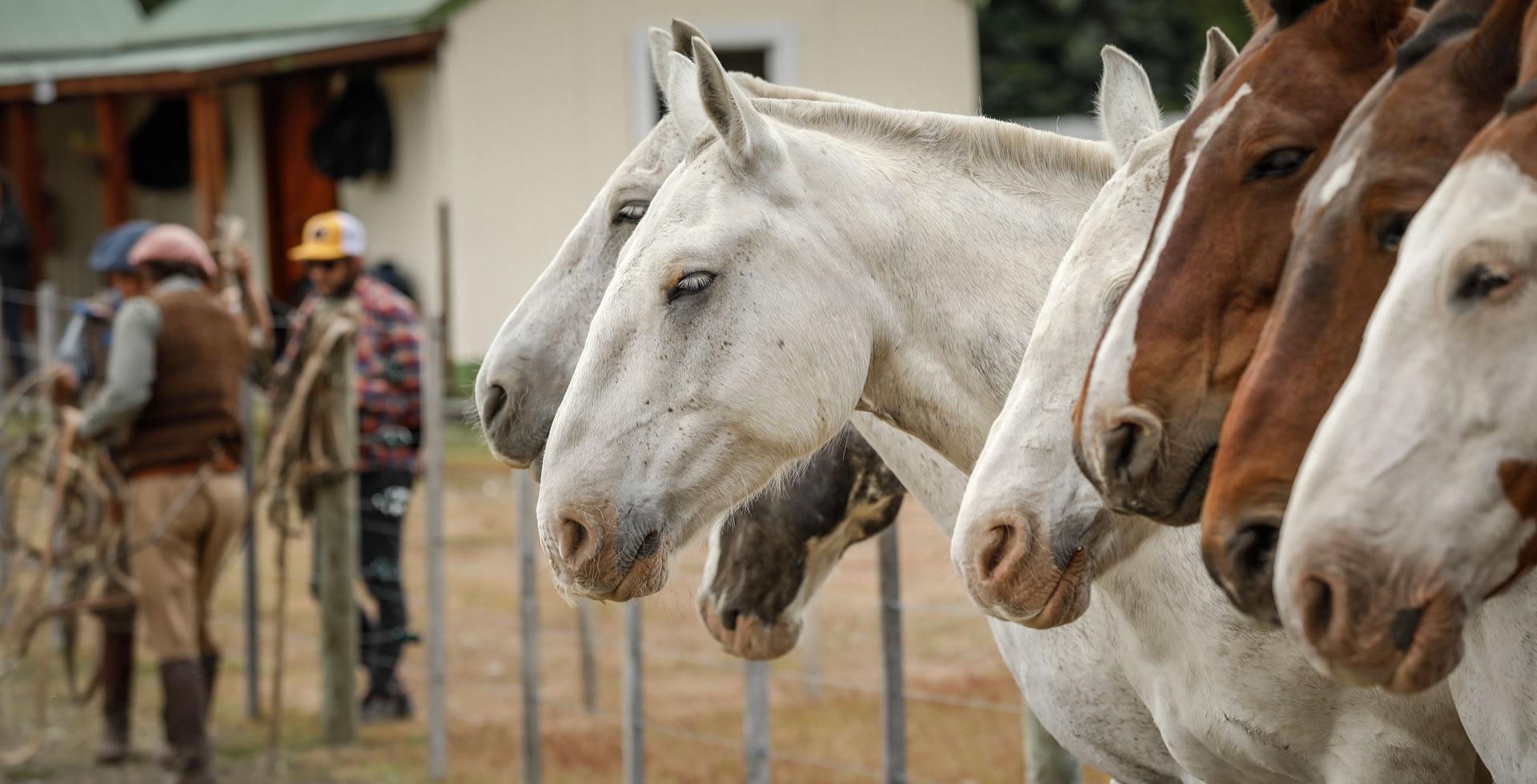 Estancia Cristina Horseback Adventure