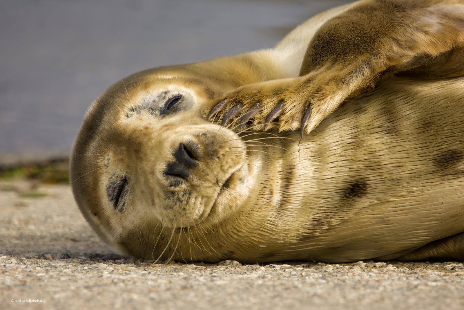 Padstow Seal Safari: Guided RIB Boat Wildlife Trip