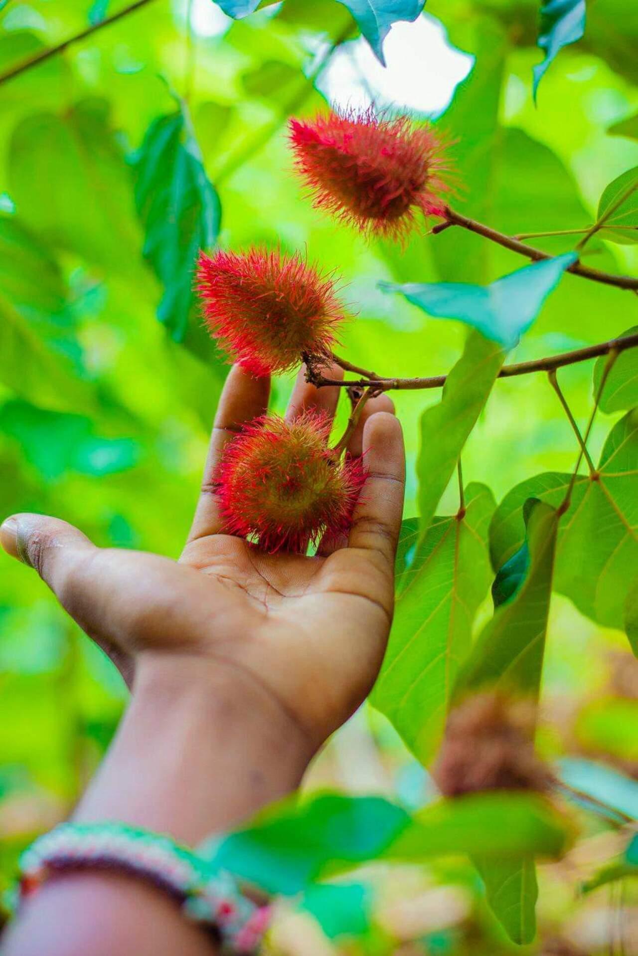 Zanzibar Private Spice Farm Tour with Local Guide