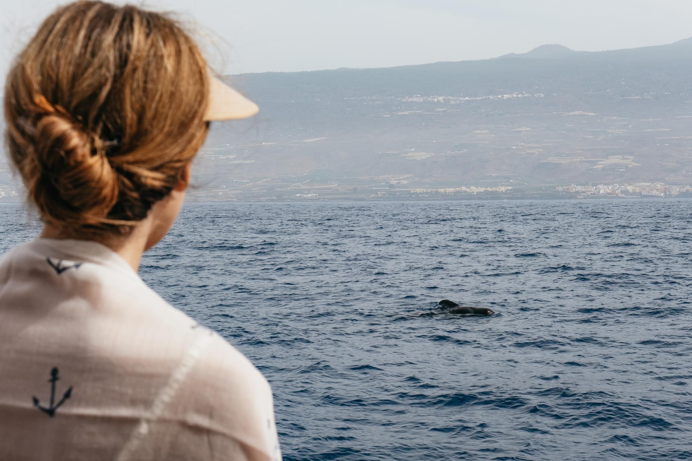 Eco-Friendly Whale & Dolphin Catamaran Cruise in Costa Adeje