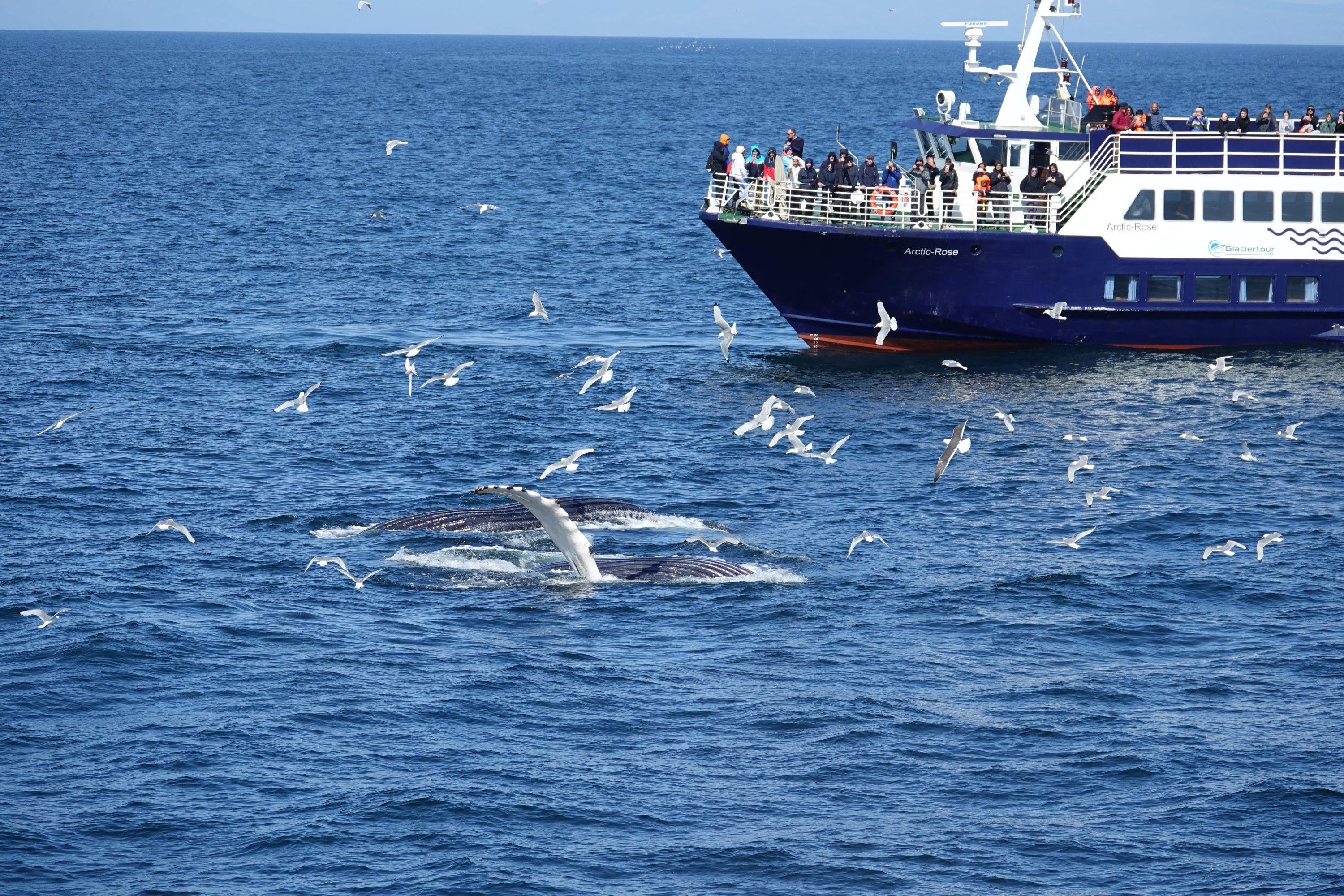 Reykjavík Coastal Whale Watching & Marine Wildlife Cruise