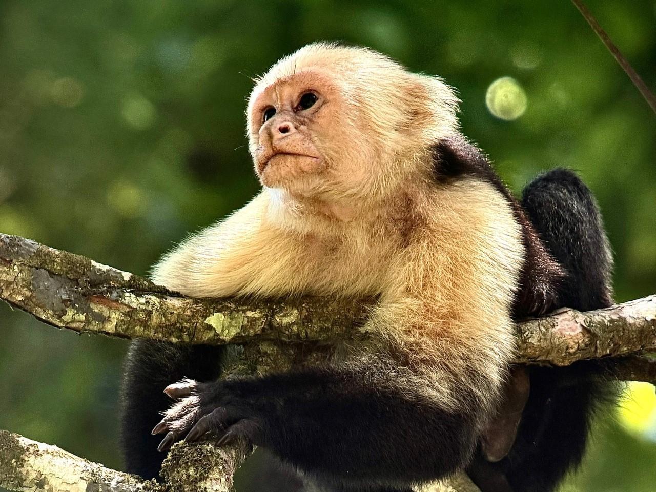Manuel Antonio Primate Discovery Tour