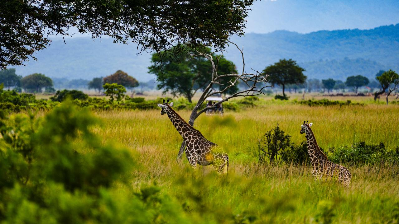 Zanzibar to Mikumi: Fly-In Safari Day Trip with Bush Lunch
