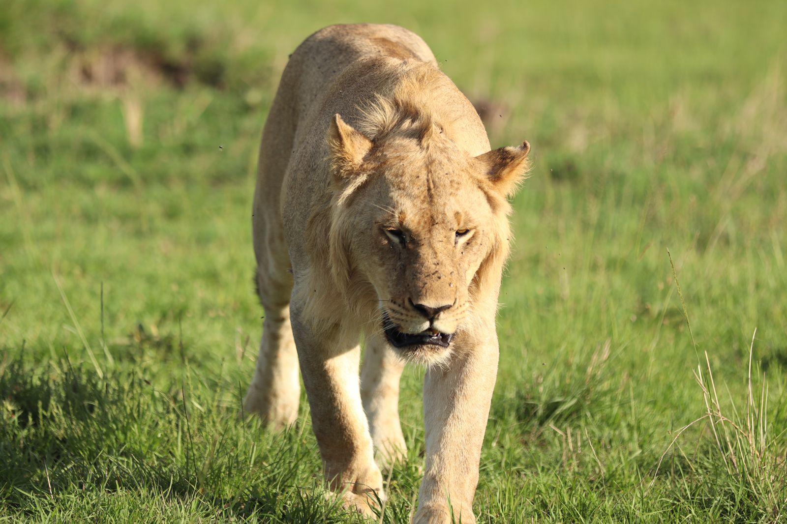 3-Day Masai Mara Safari Adventure from Nairobi