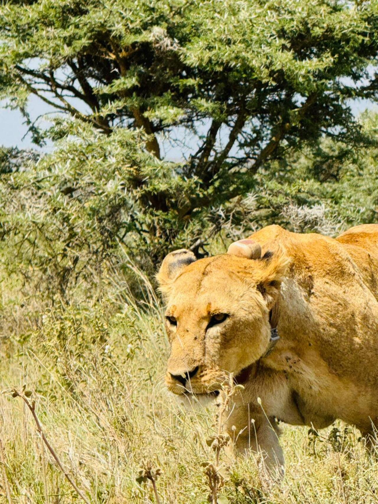 Nairobi National Park 5-Hour 4x4 Wildlife Safari