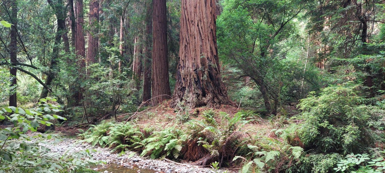 Muir Woods, Sausalito, and Exclusive Alcatraz Night Tour