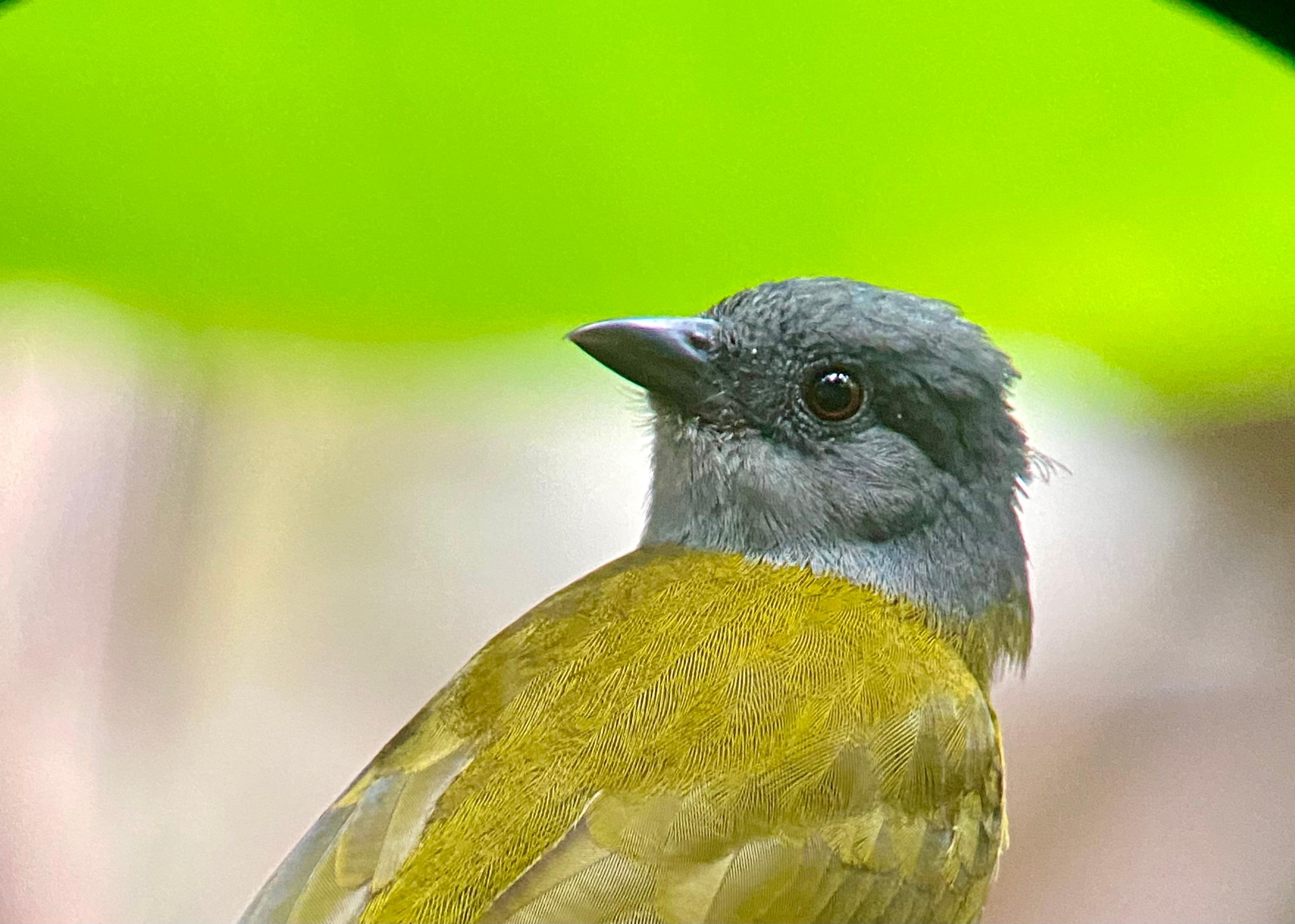 Manuel Antonio National Park: Naturalist-Led Wildlife Walking Tour