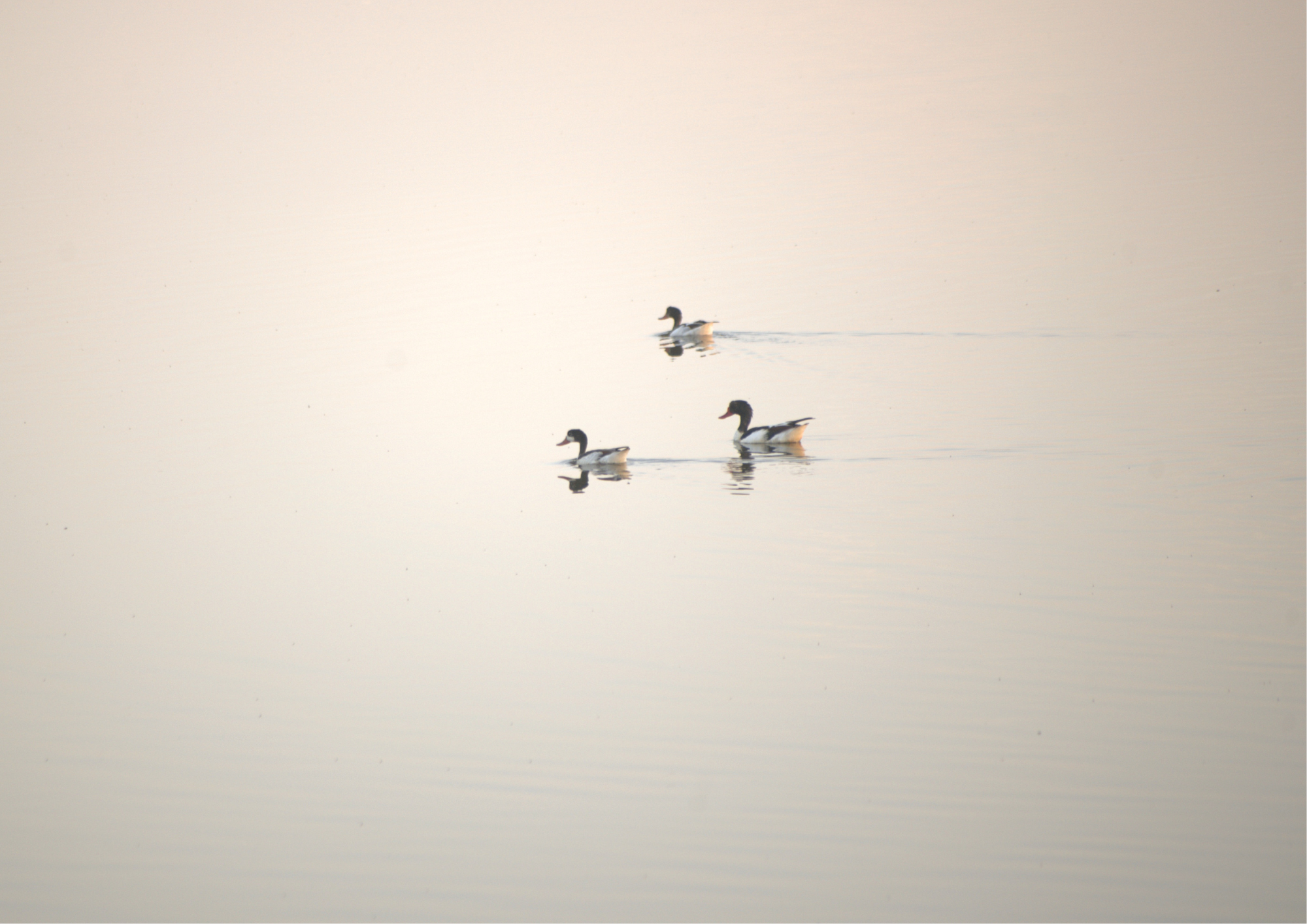 Faro: Ria Formosa Sunset Birdwatching & Ecology Walk