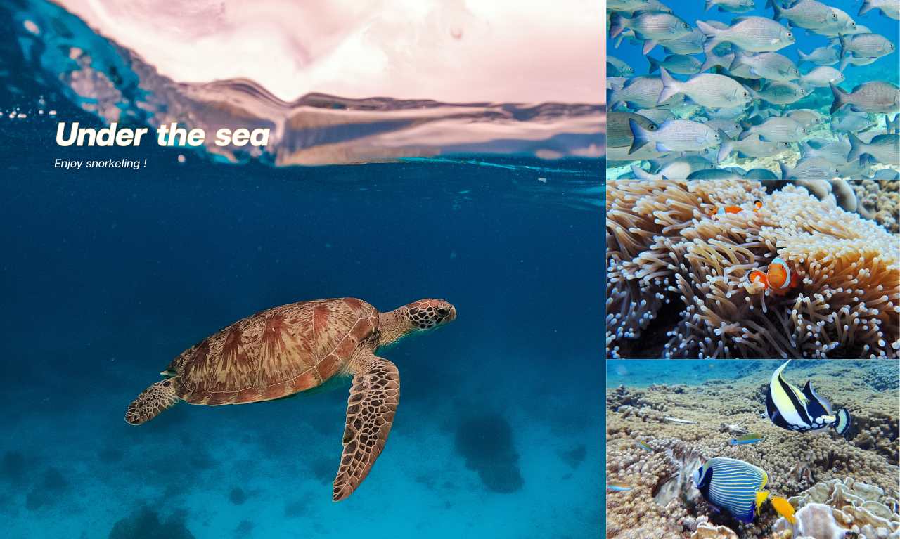 Similan Islands Speedboat Day Trip from Phuket or Khaolak