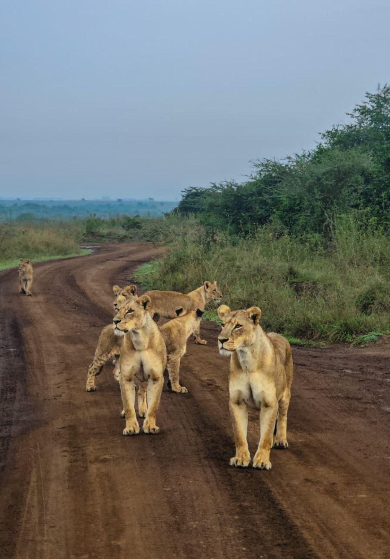 Nairobi Safari: National Park, Elephant Orphanage & Giraffe Center