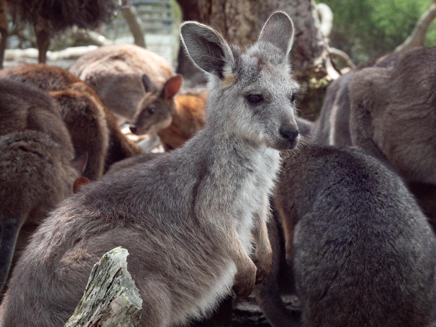 Private Sydney Wildlife & Nature Discovery
