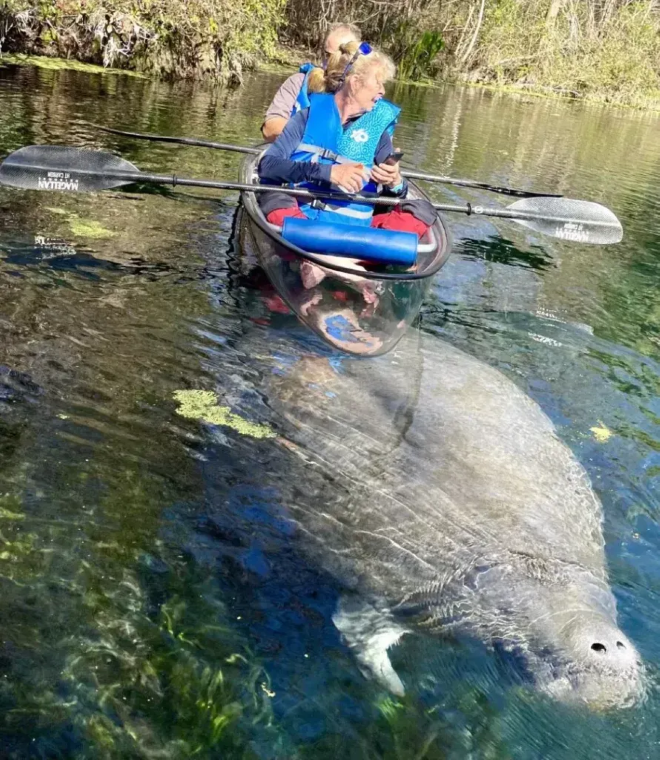 Silver Springs Guided Kayak Wildlife Tour