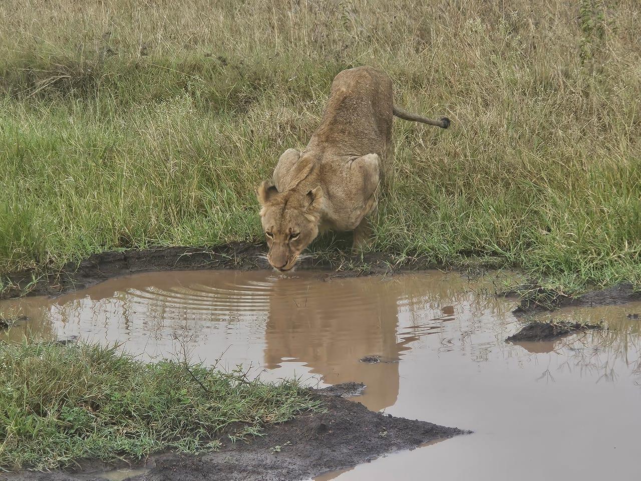 Nairobi National Park: Early Morning Guided Safari