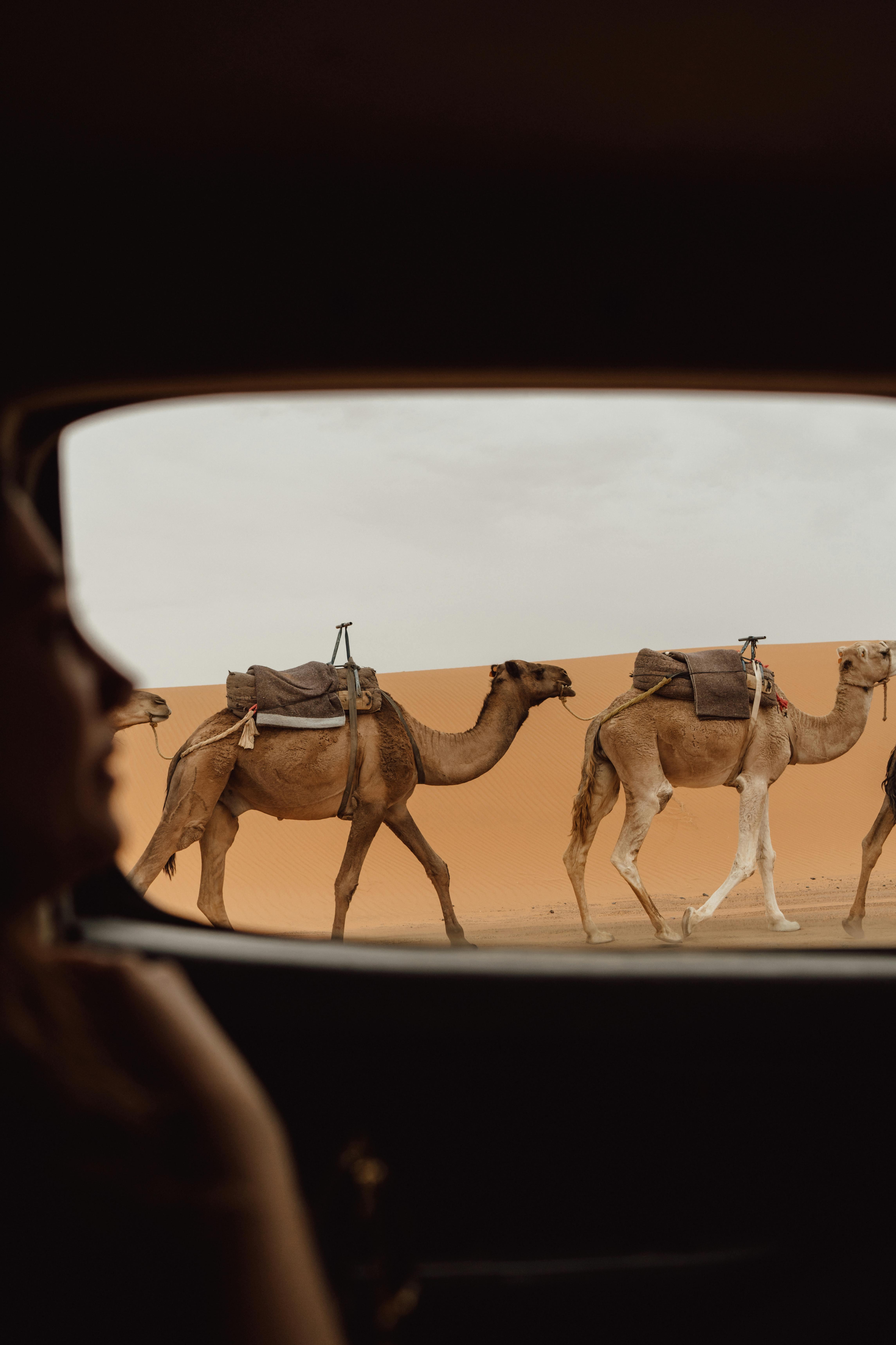 3-Day Sahara Desert Expedition from Marrakech