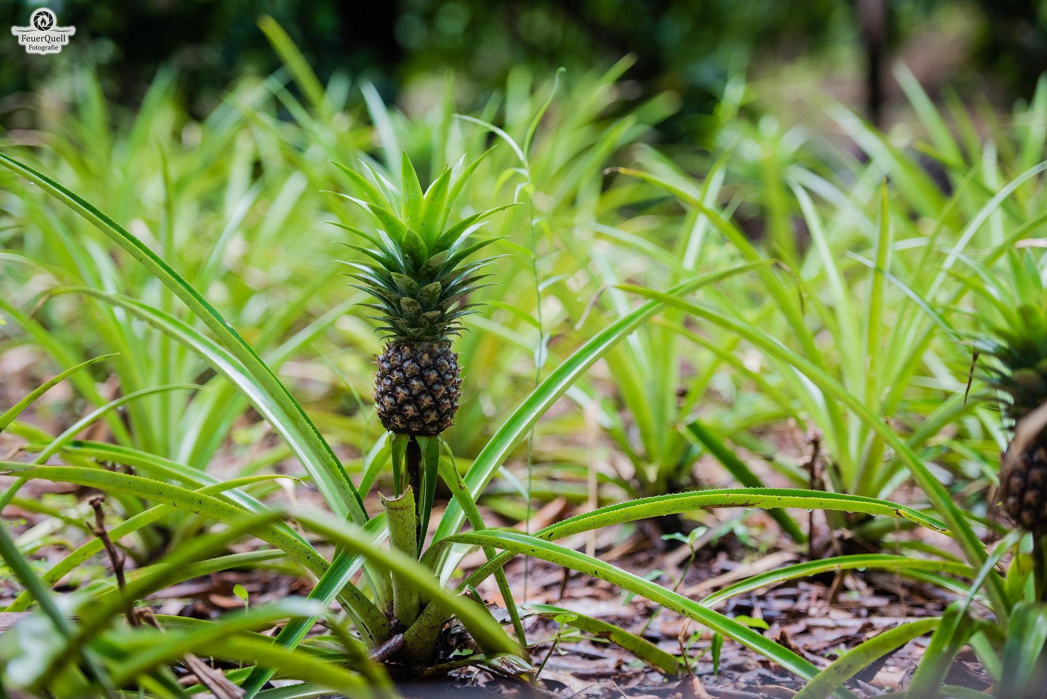 Zanzibar Full-Day Discovery: Stone Town, Spice Farm & Prison Island