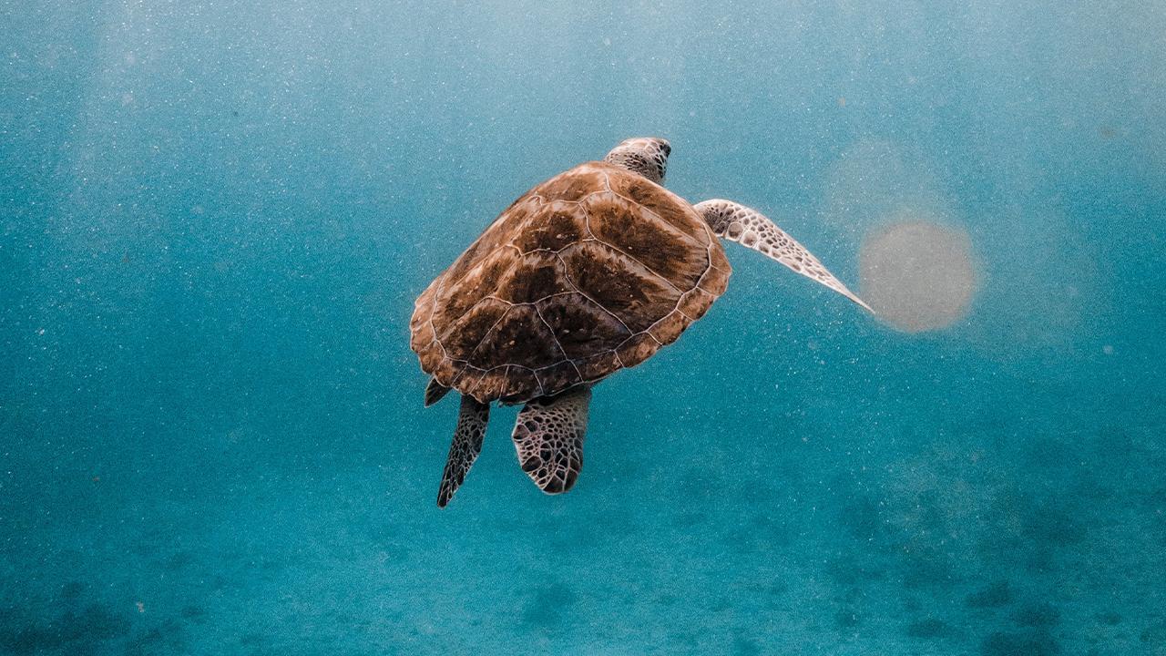 Similan Islands Luxury Catamaran Day Trip from Phuket & Khao Lak