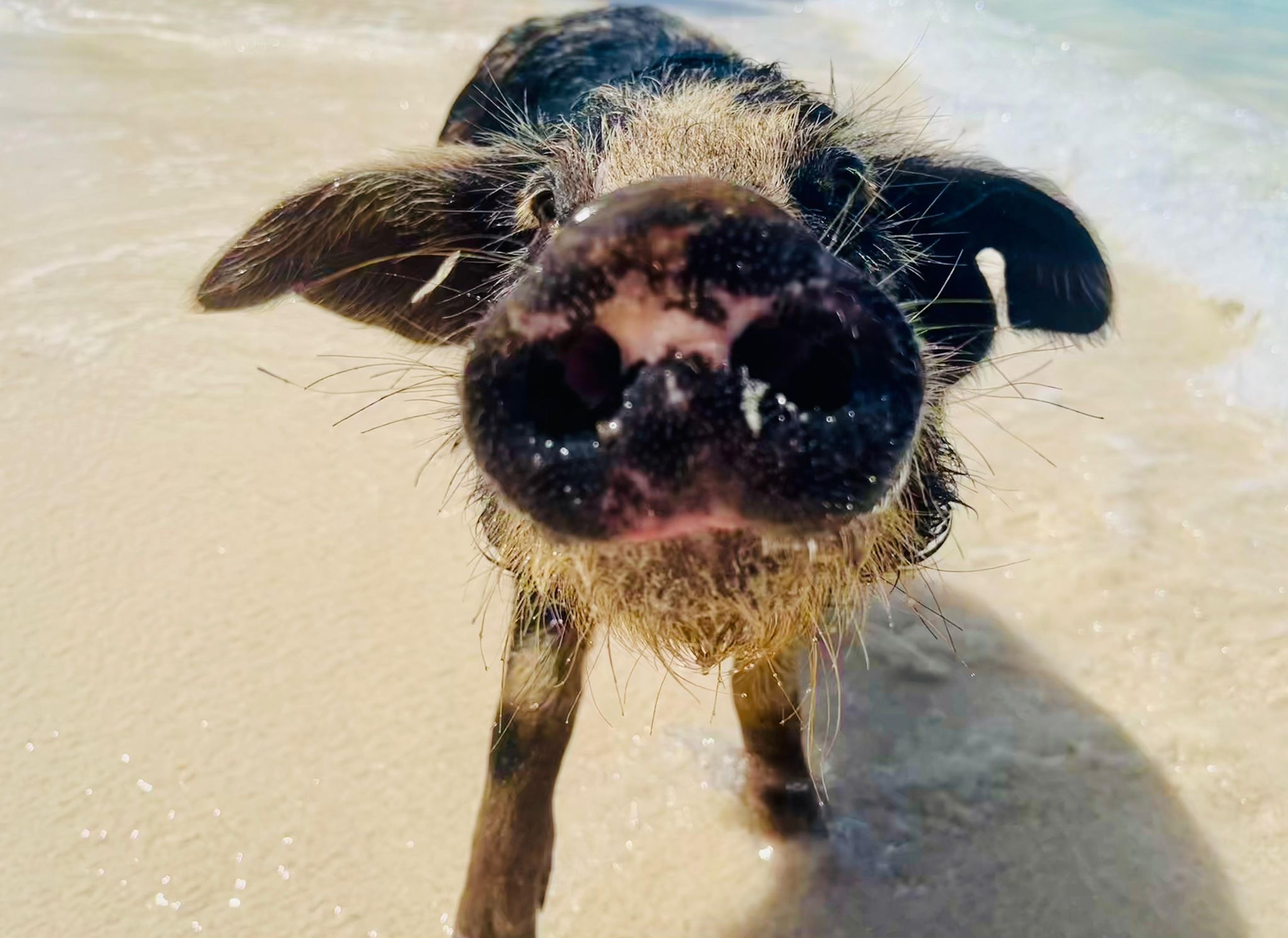 Nassau: Swimming Pigs & Private Beach Club Escape