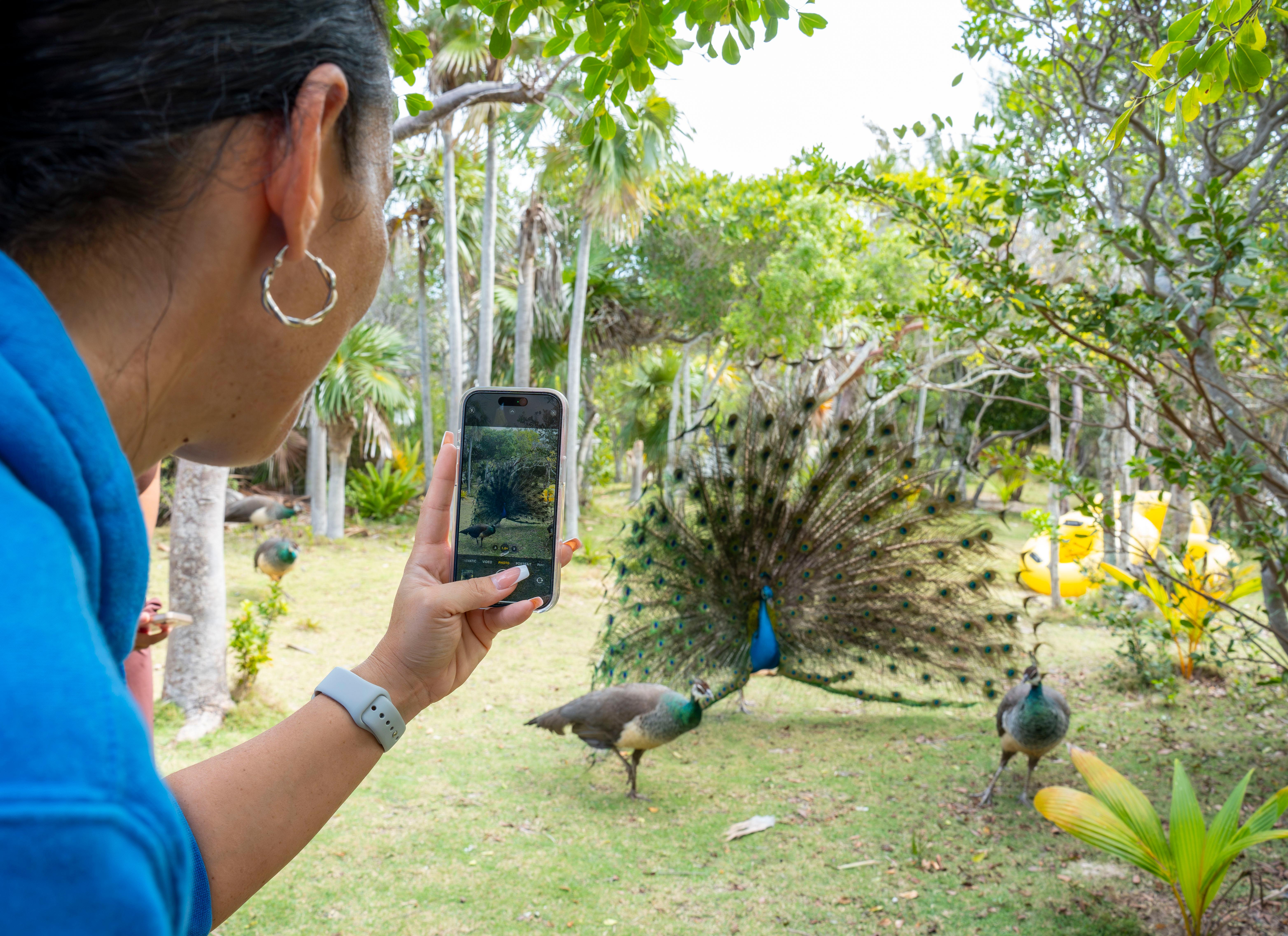 Rose Island Escape: Swimming Pigs, Private Beach & Lunch