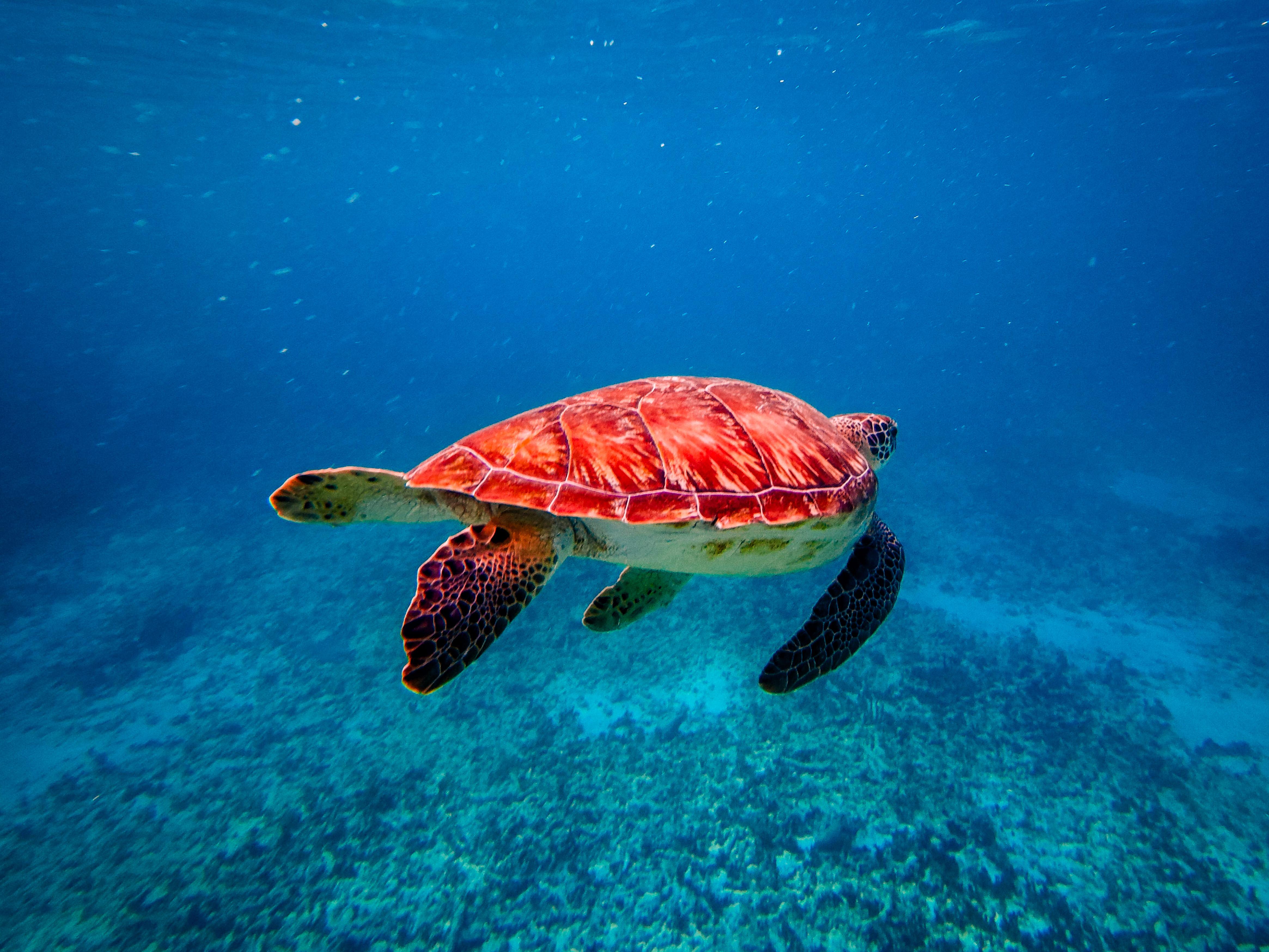 Tulum Ocean Snorkel: Sea Turtles, Coral Reef & Ruins View