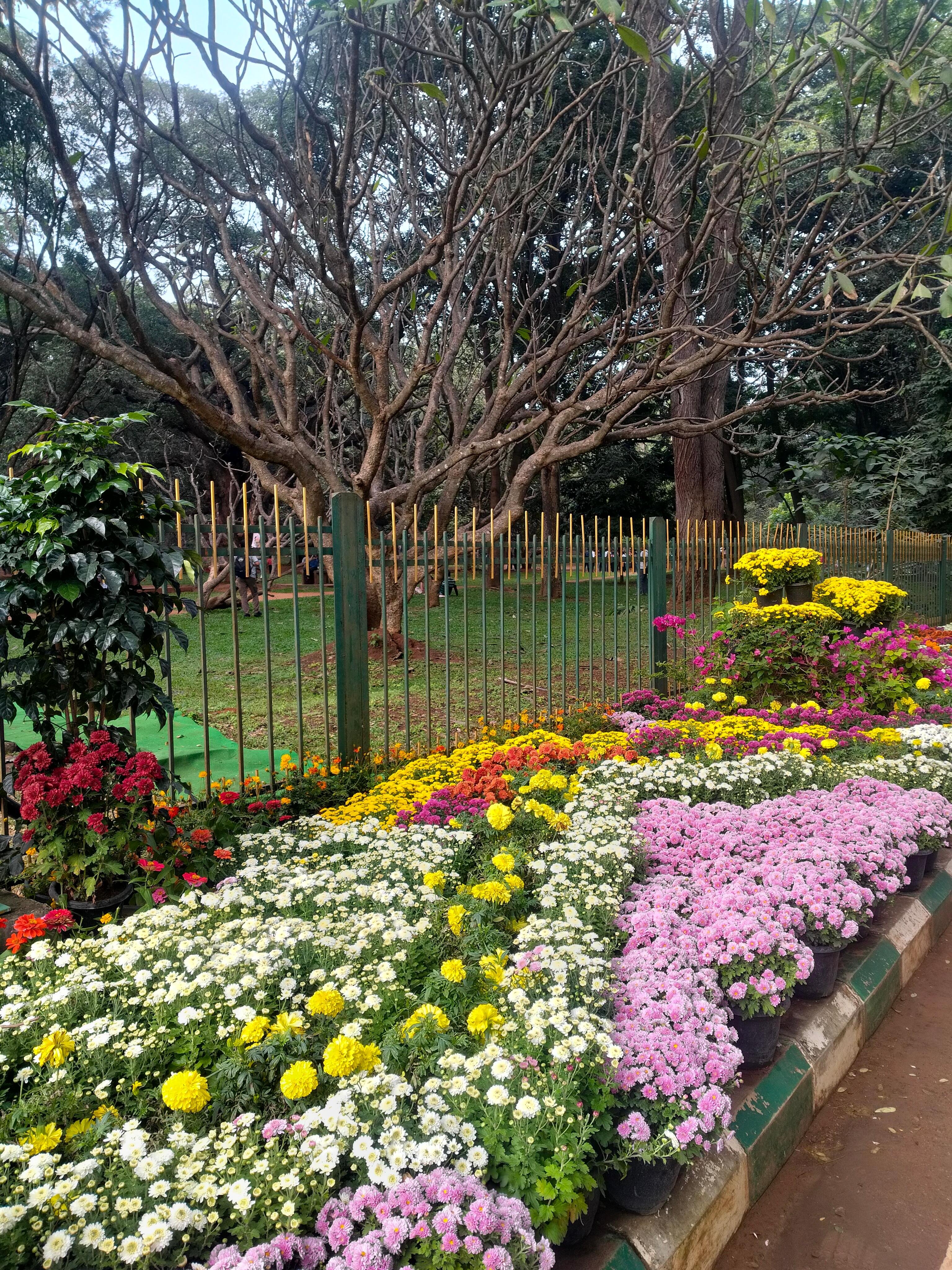 Cubbon Park Heritage and Nature Walking Tour