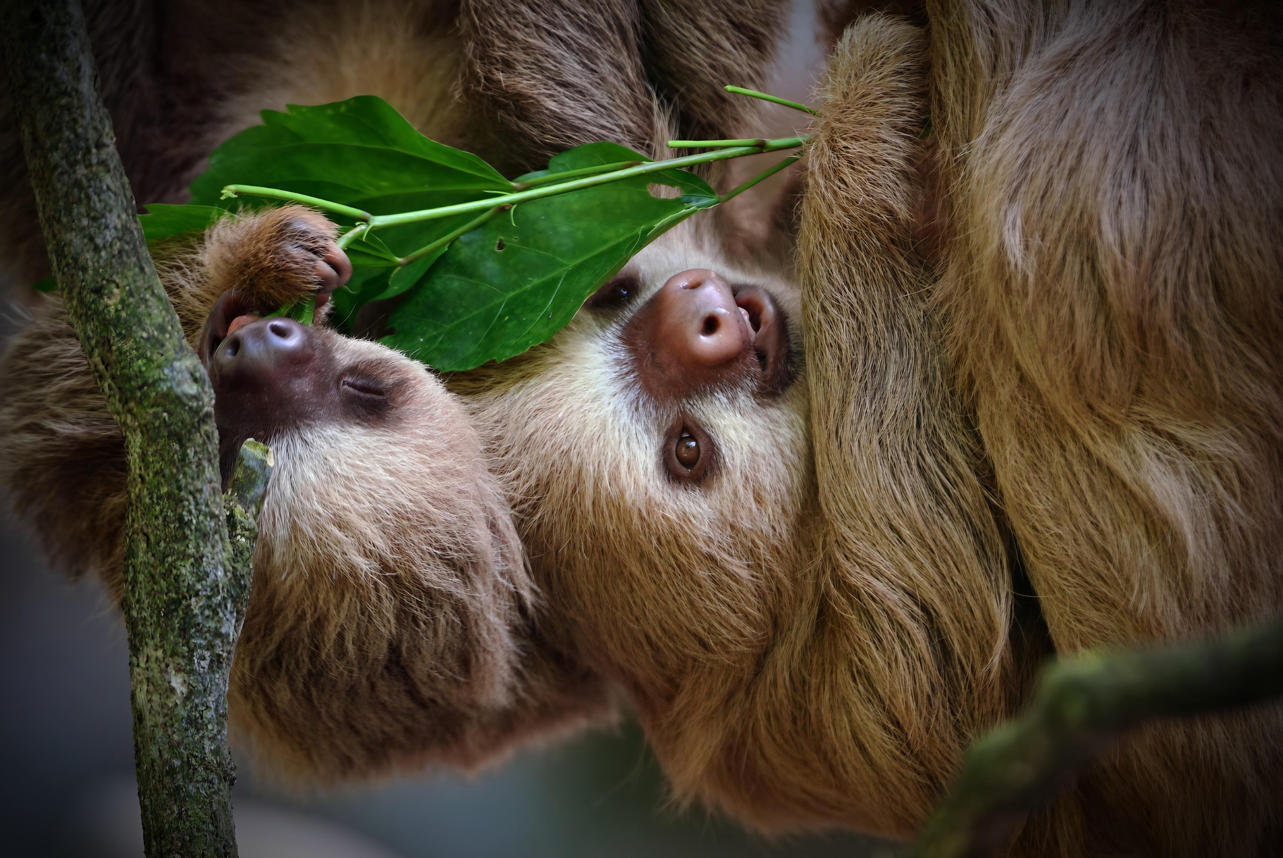 Manuel Antonio National Park Guided Nature Tour