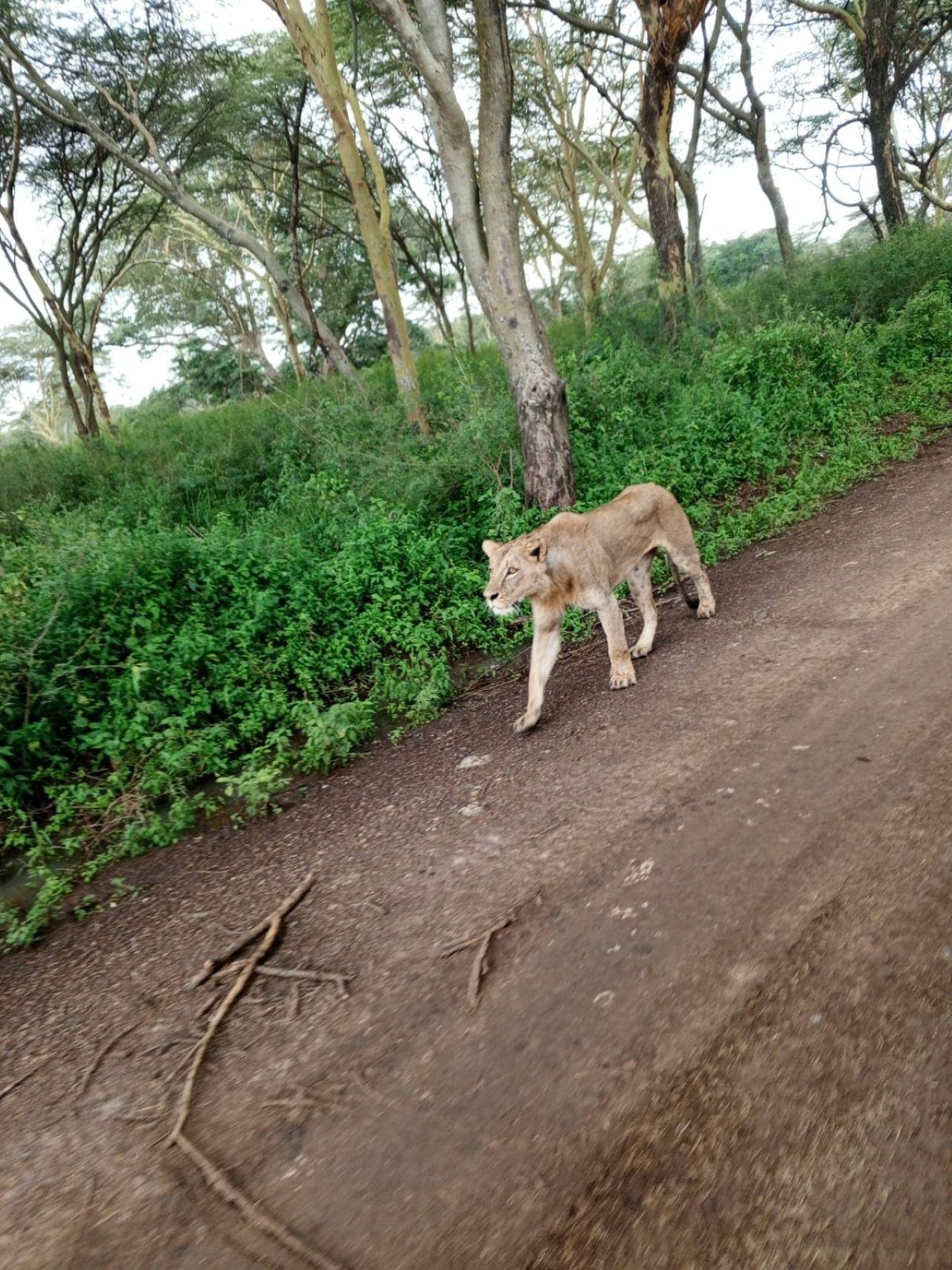 Nairobi Safari: National Park, Elephant Orphanage & Giraffe Center
