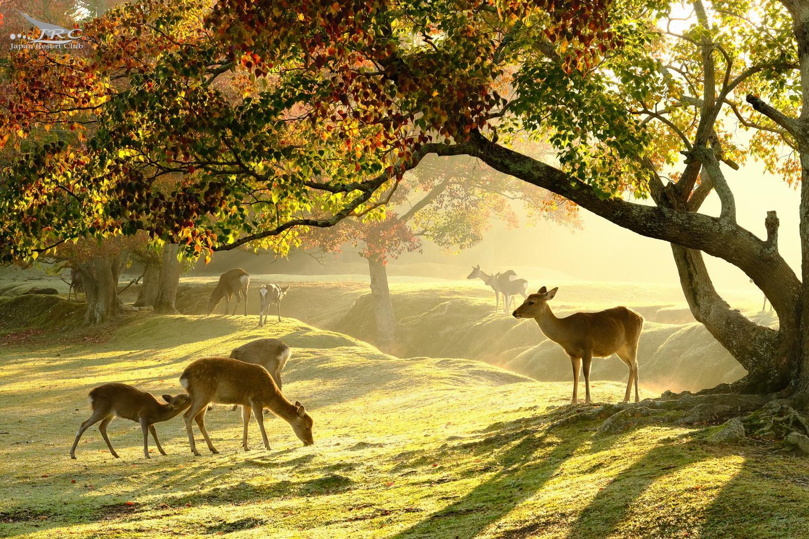 Kyoto & Nara Bespoke Private Day Tour from Osaka or Kyoto